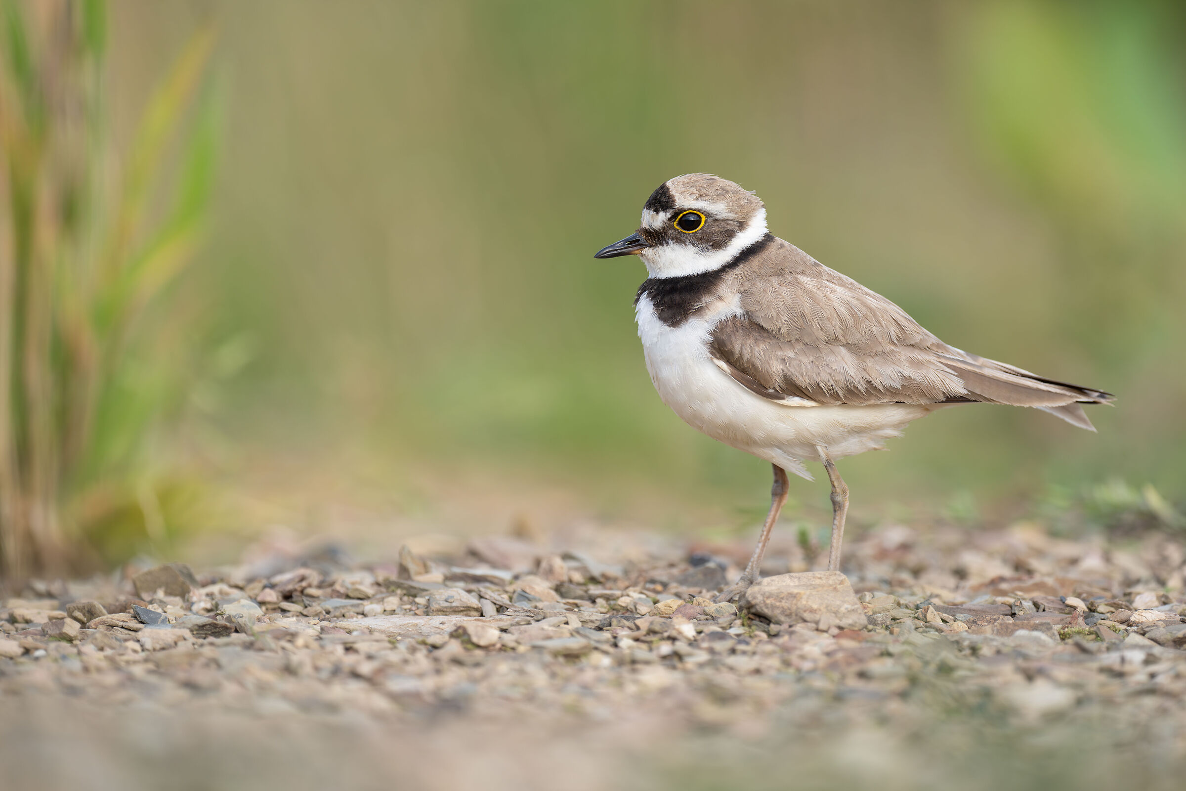 Charadrius dubius