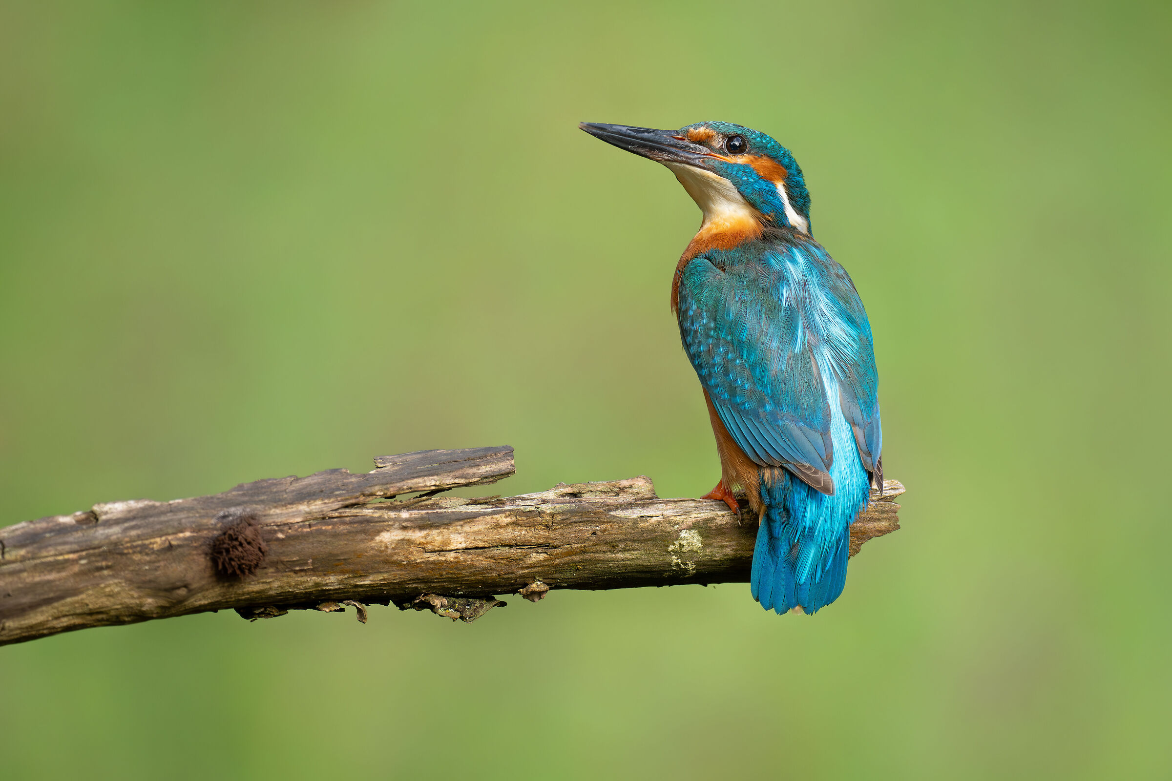 Alcedo atthis