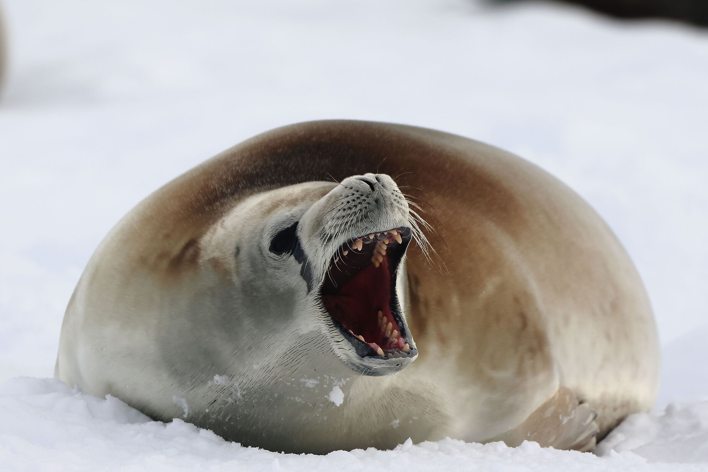 Crabeater Seal, Kinnes Cove - Antarctic Peninsula