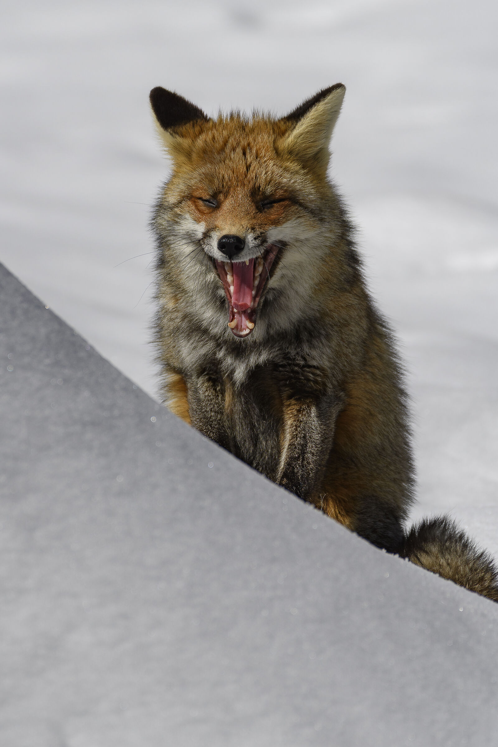 Vulpes