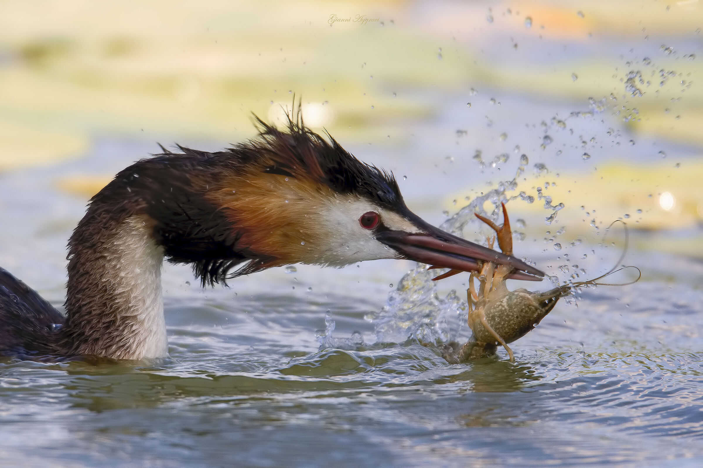 Great Crested Grebe and Louisiana Red Crayfish