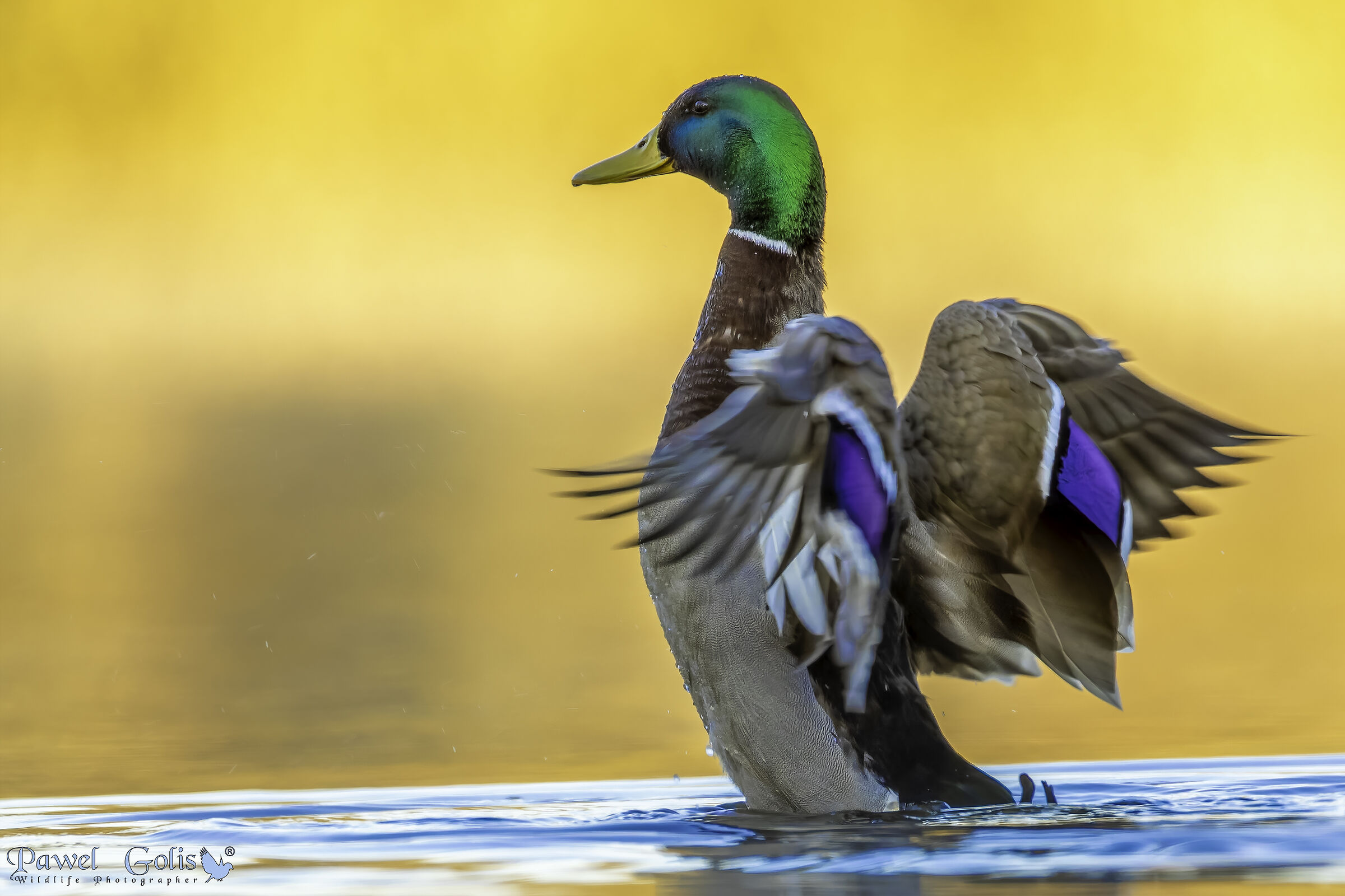 Mallard (Anas platyrhynchos)