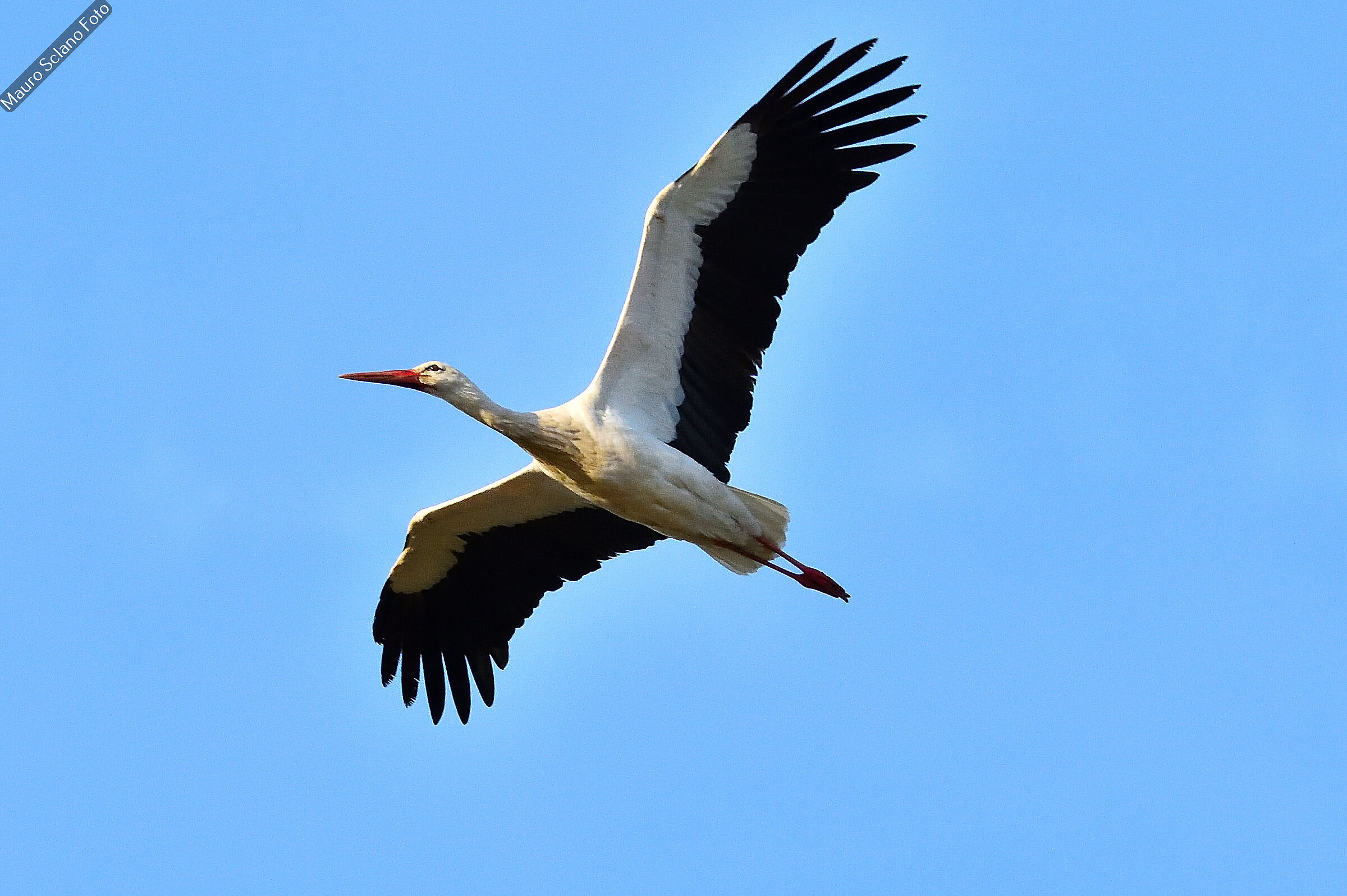 White stork