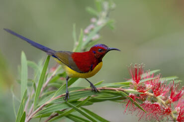 Aethopyga gouldiae