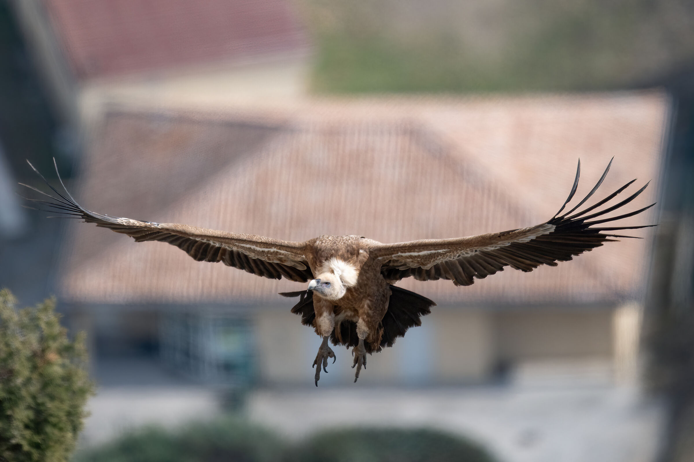 Griffin - Barronies Provencal