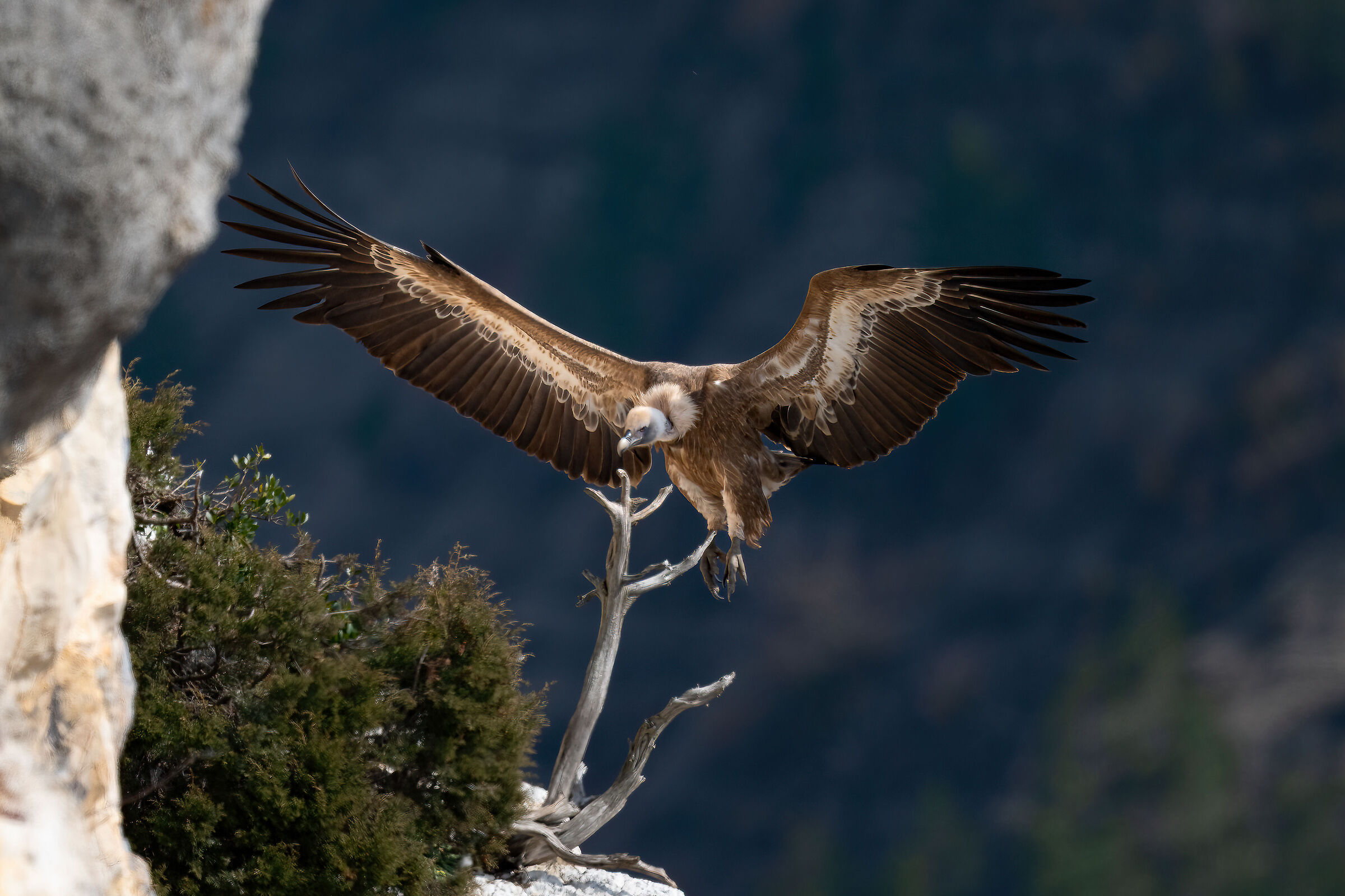 Griffin - Barronies Provencal