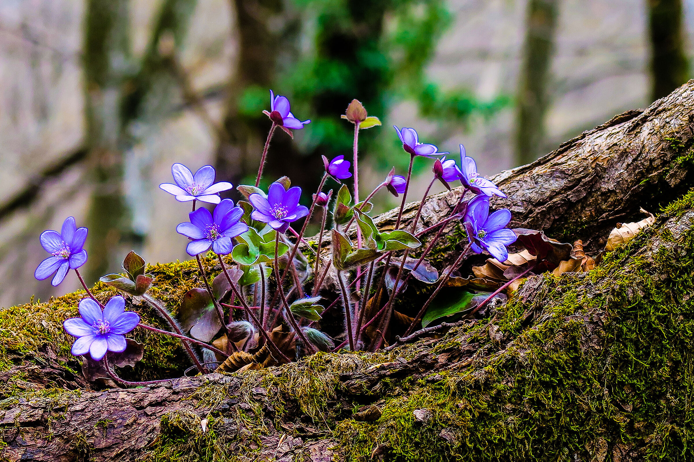 SPRING FLOWERS