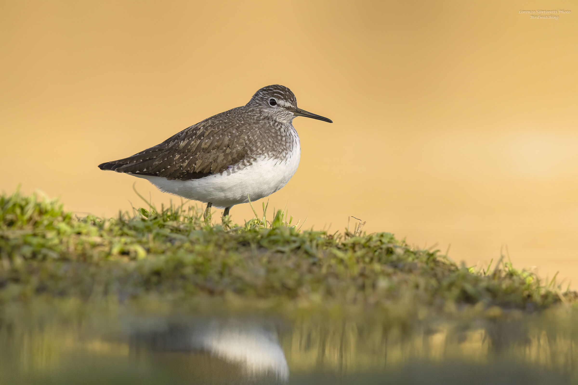 Wheatear Sandpiper