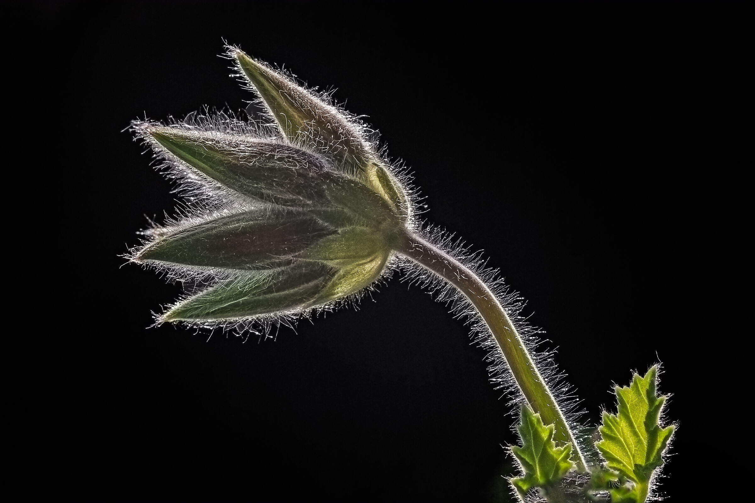 Geranium bud