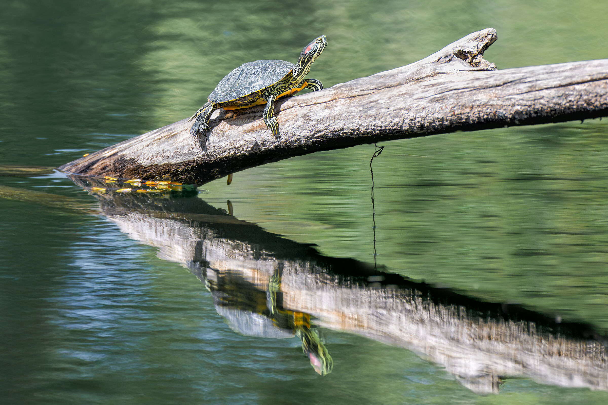 Tartarughina al sole