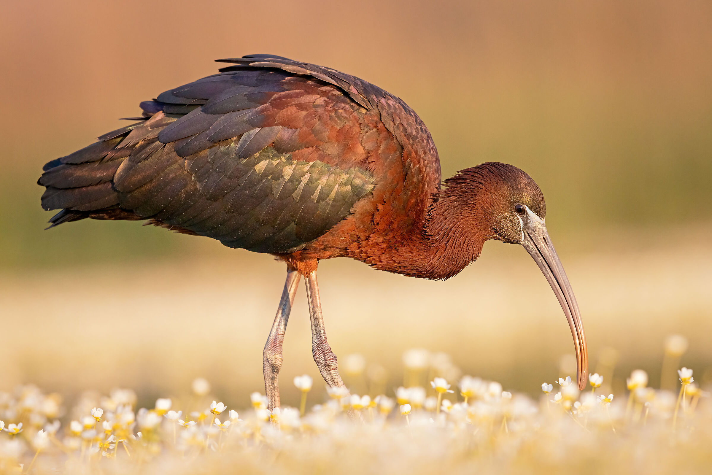 Mignattaio fra i ranuncoli