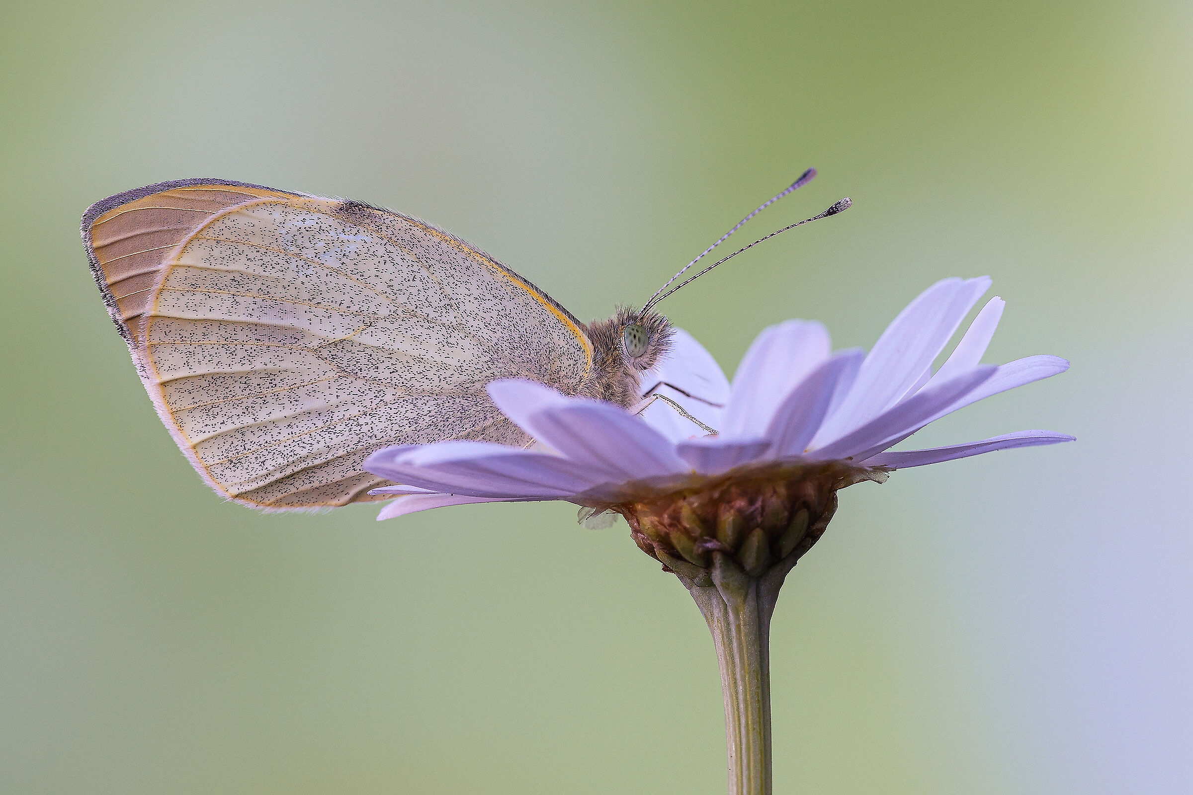 Pieris brassicae