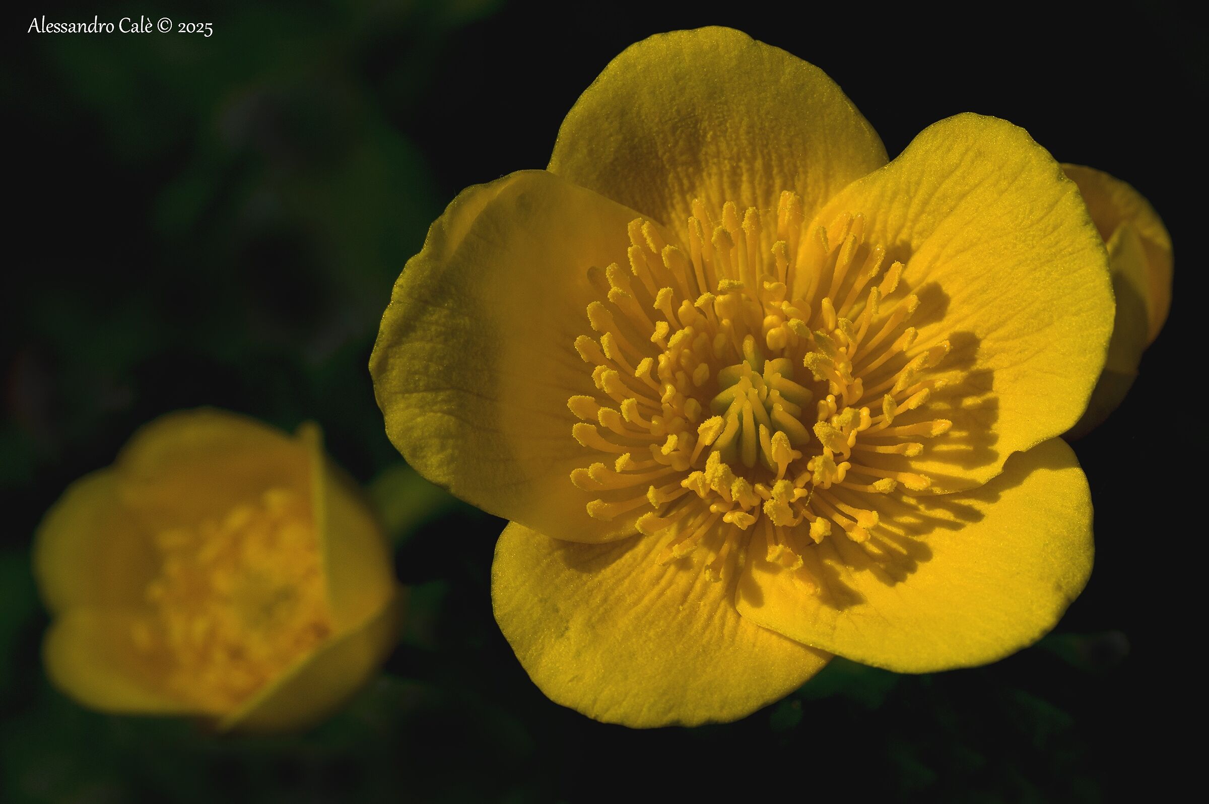 Chalta palustris (Calta palustre) 1482