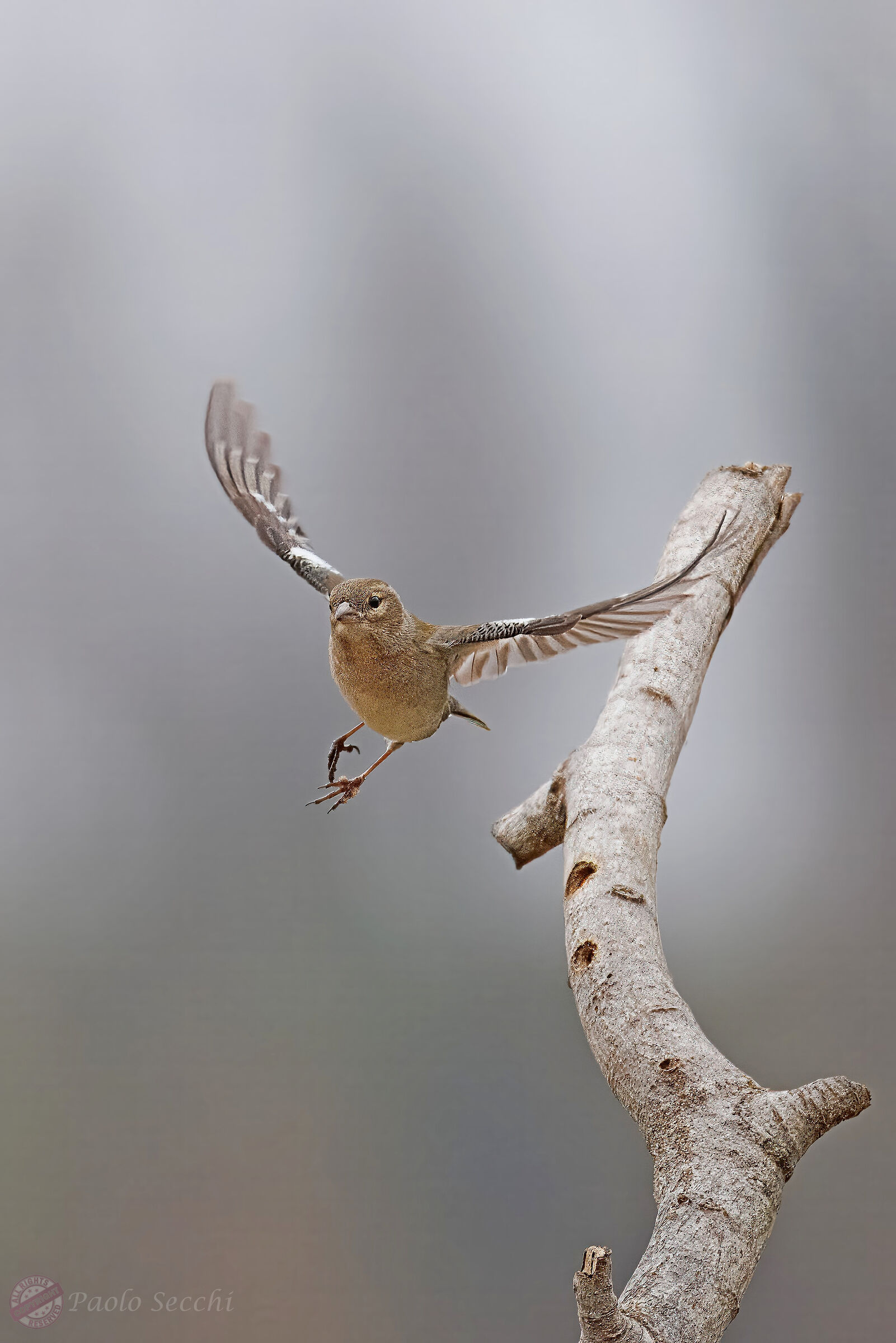 Chaffinch dance 1