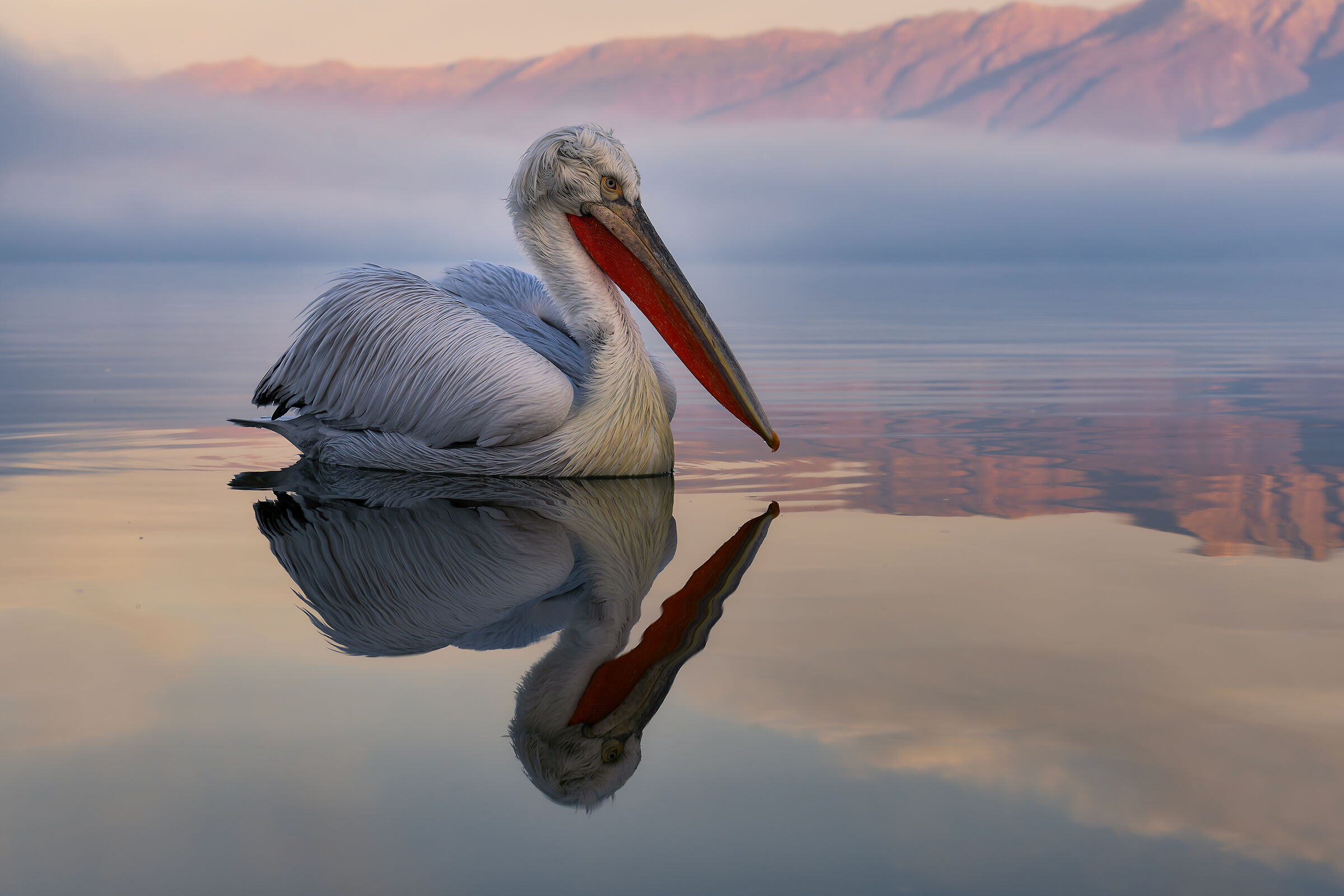 Kerkini' reflections