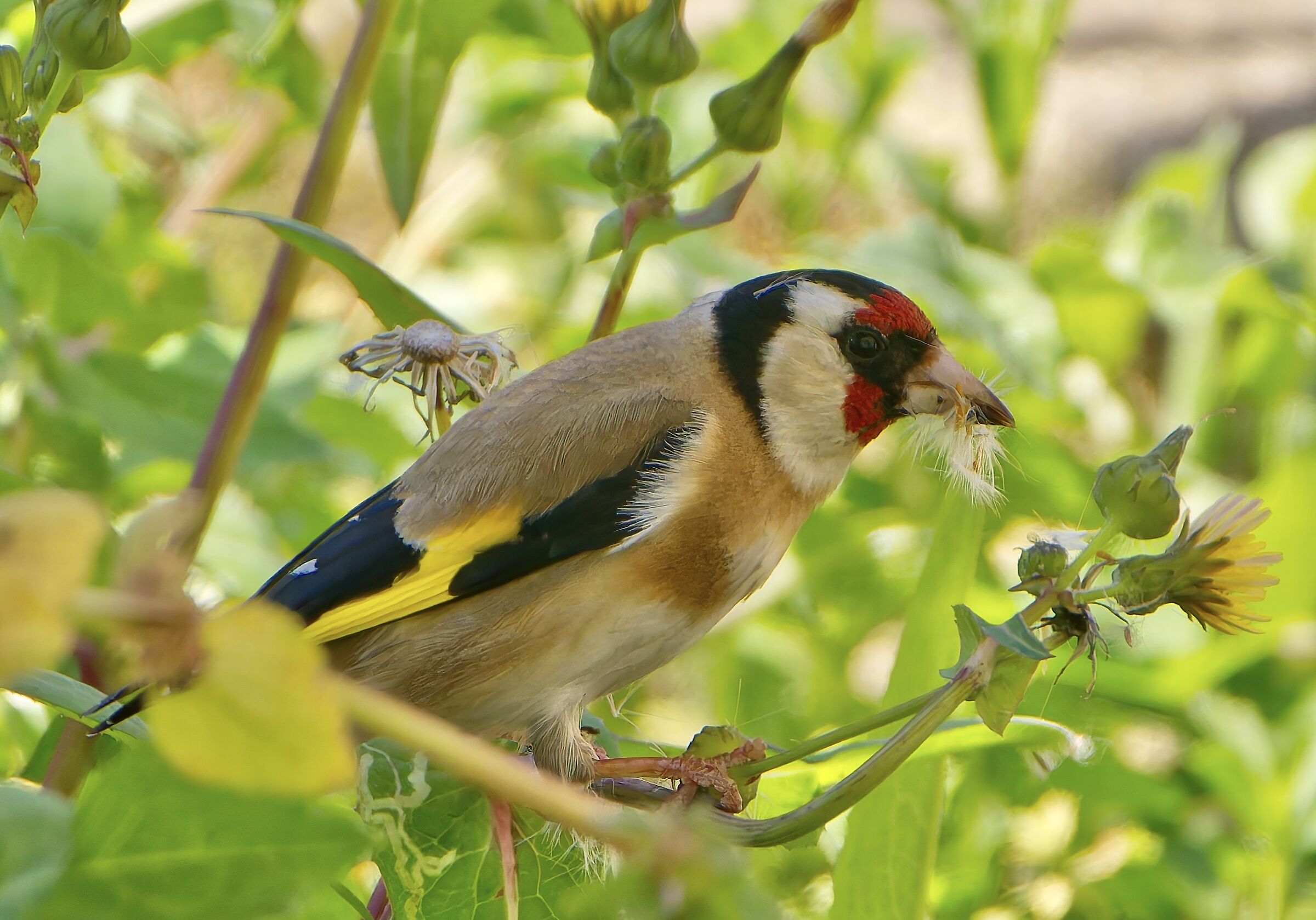 Buoni i fiorellini