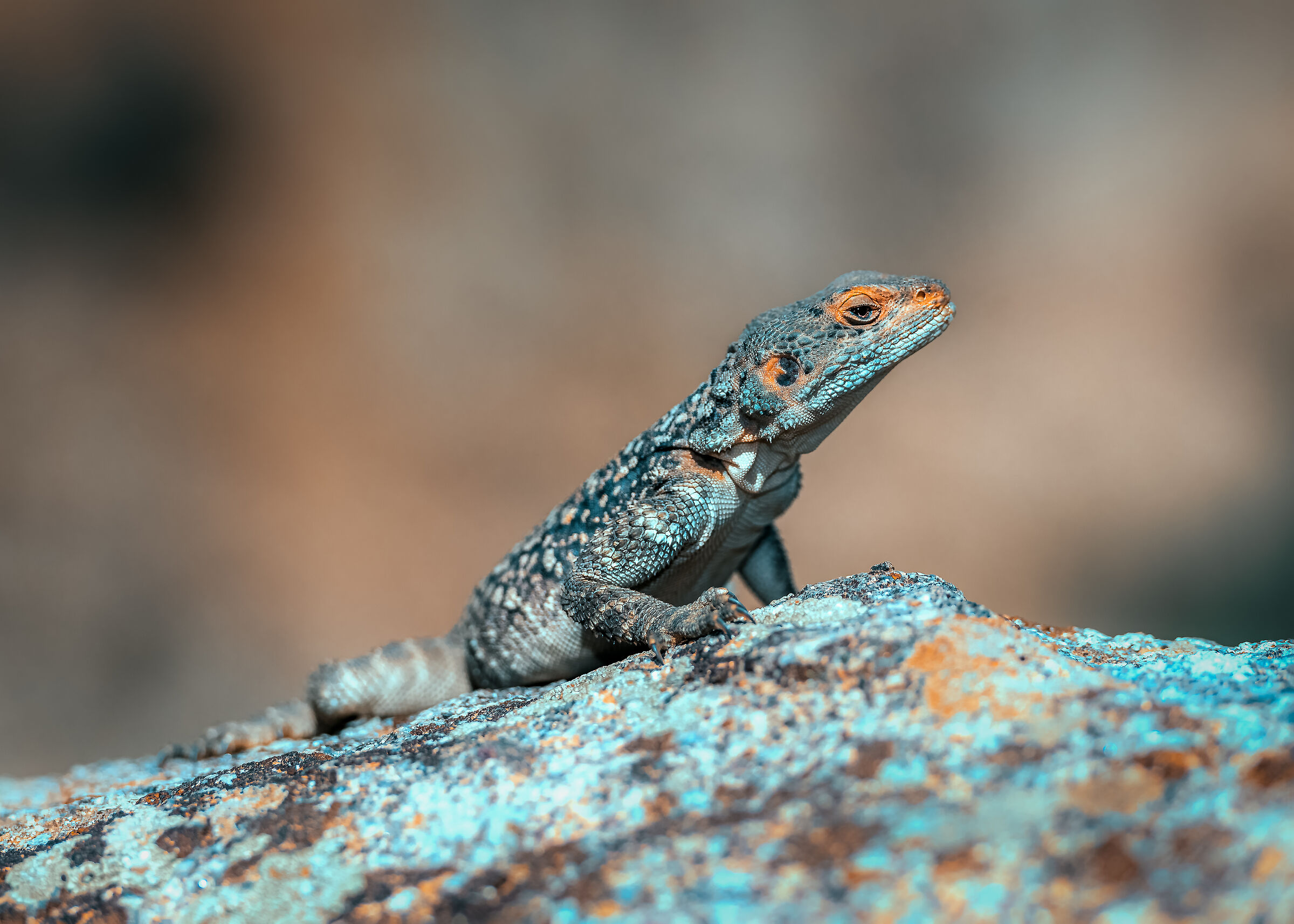 Rock Agama