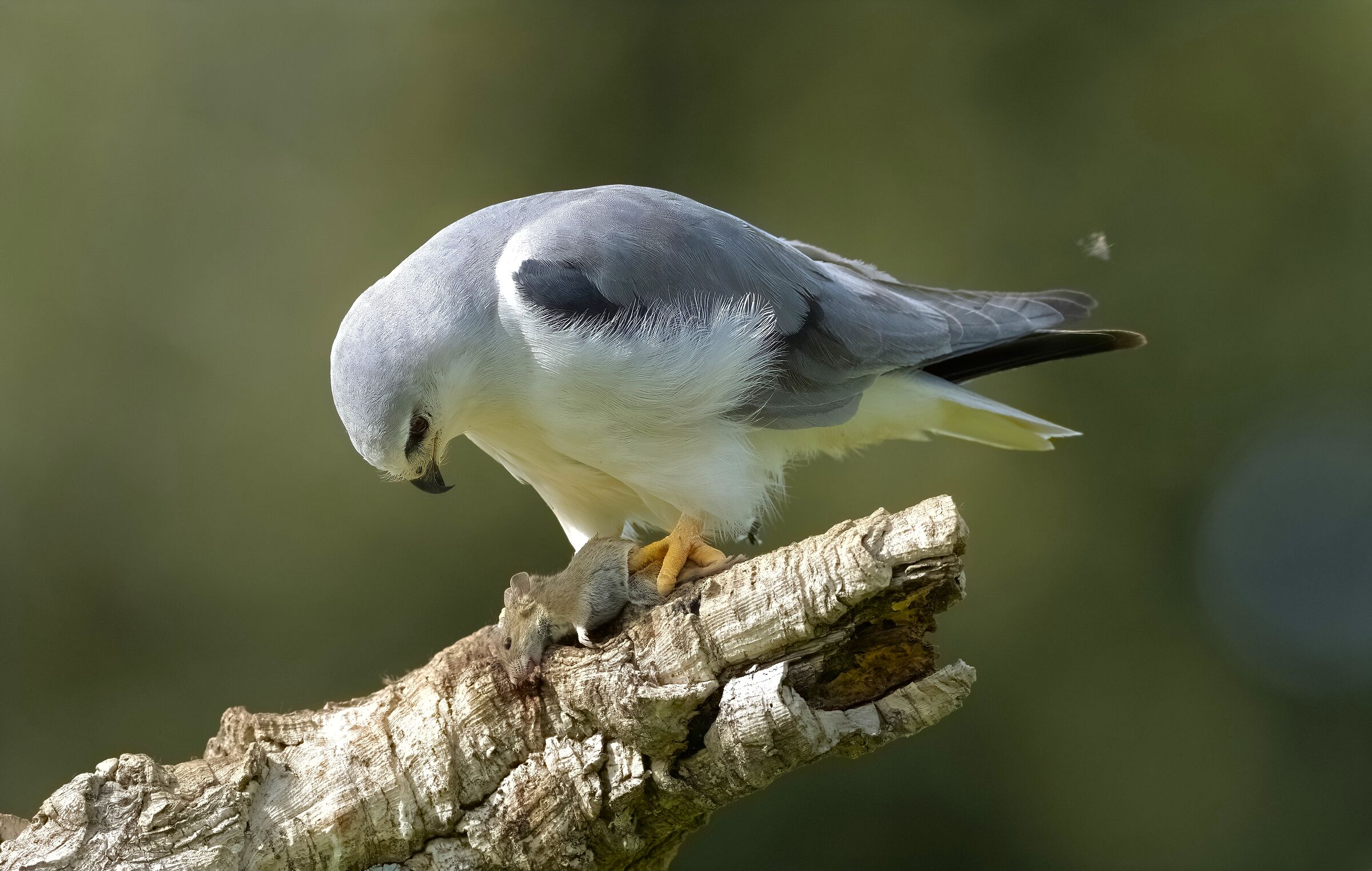 White Kite
