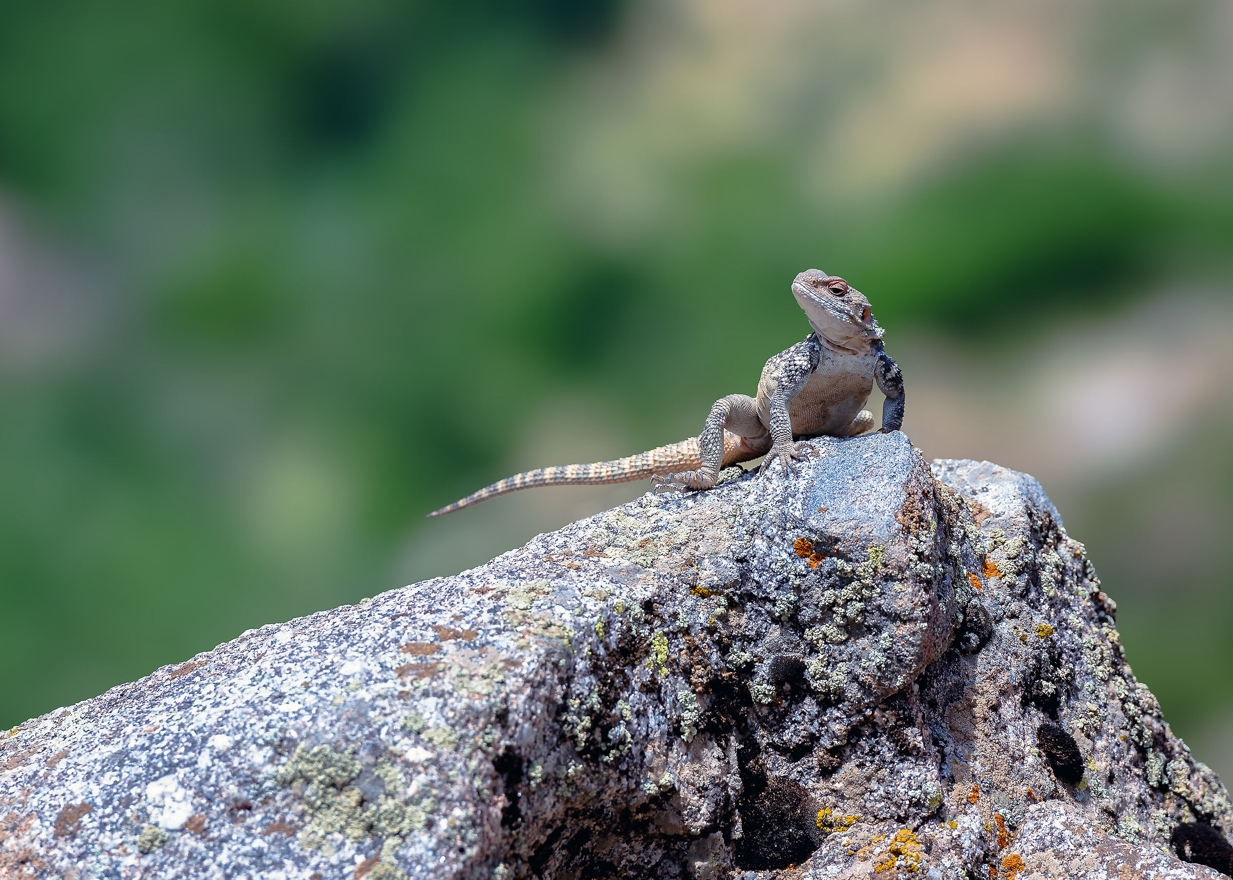 Rock Agama