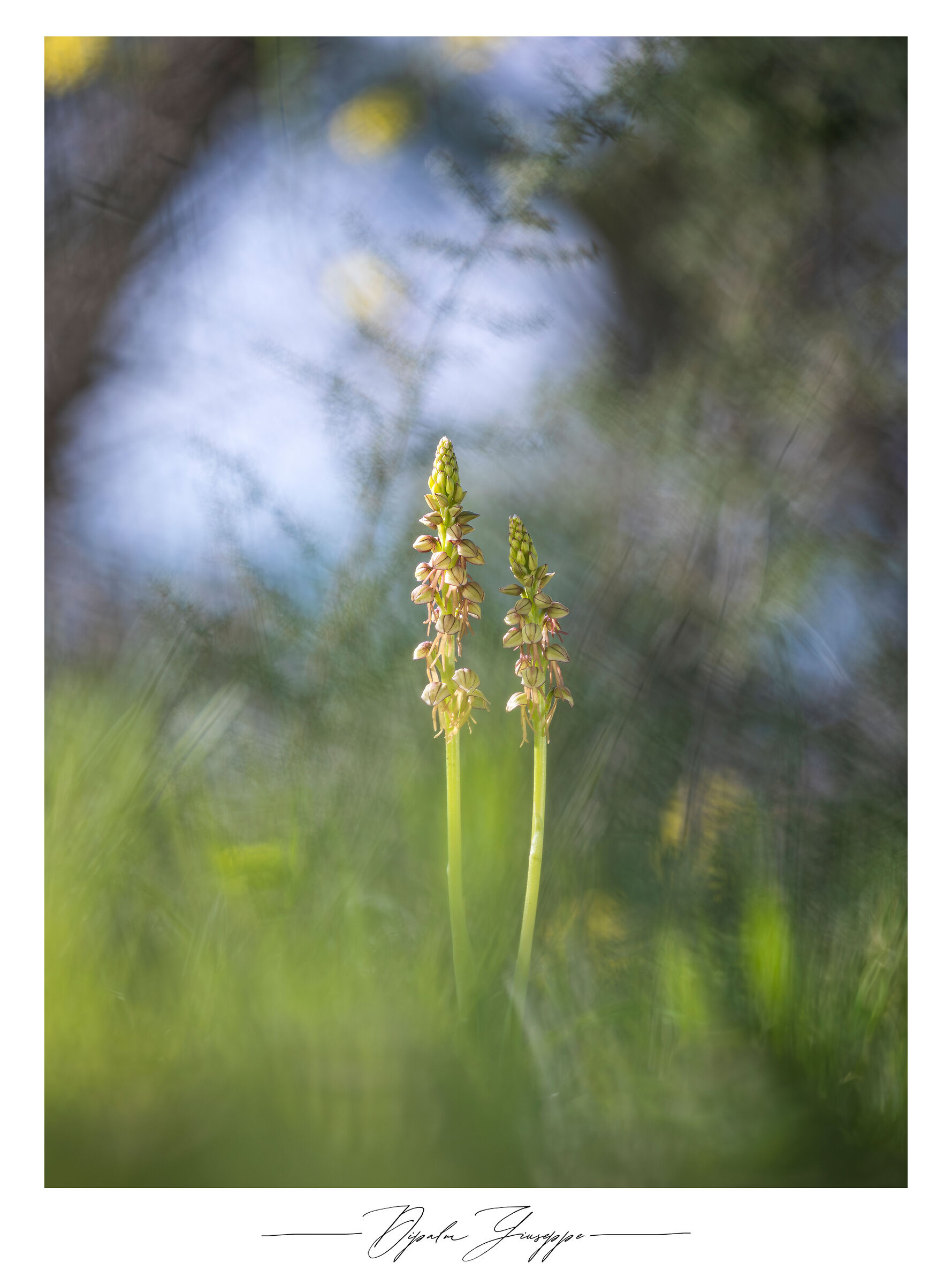 Orchis anthropophora