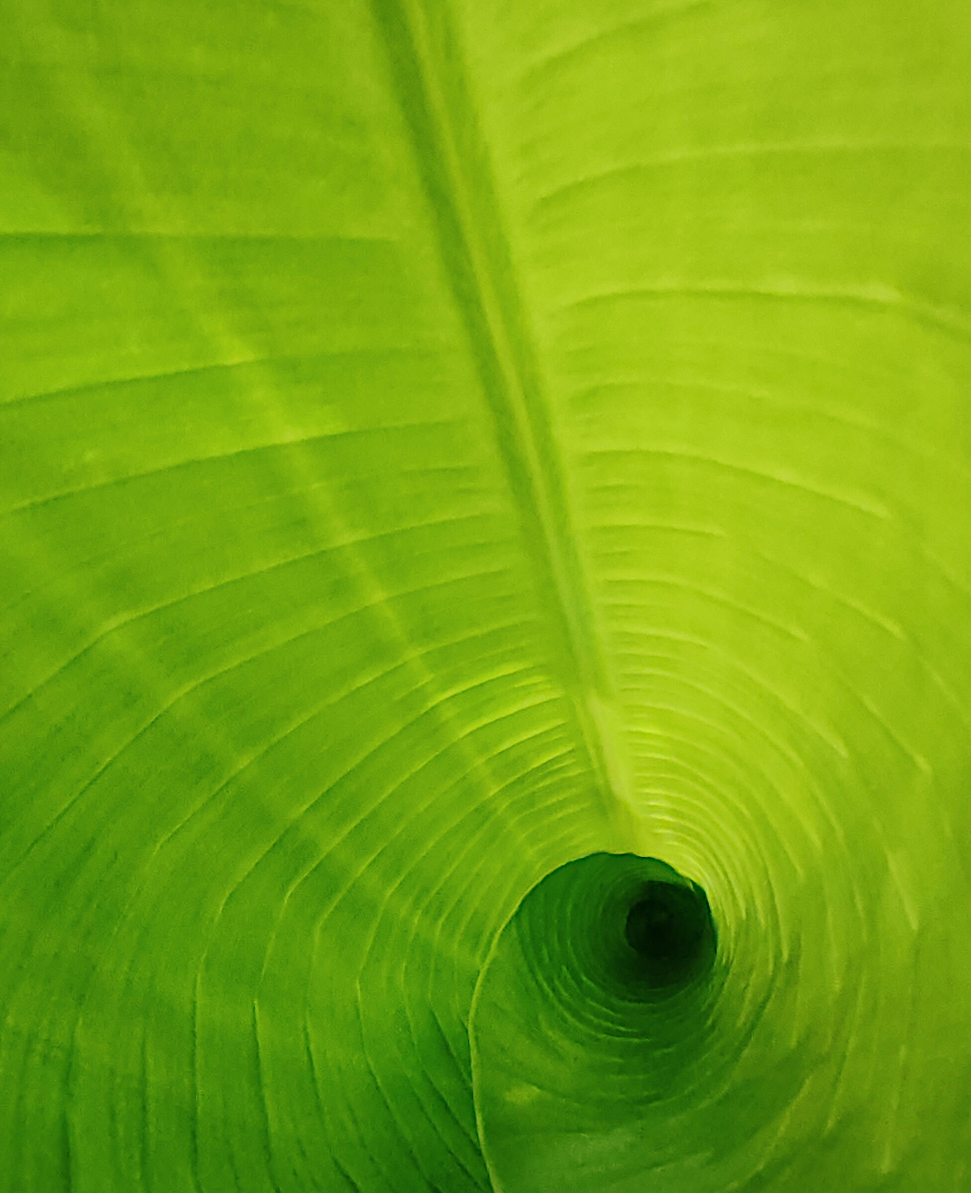 Green tunnel