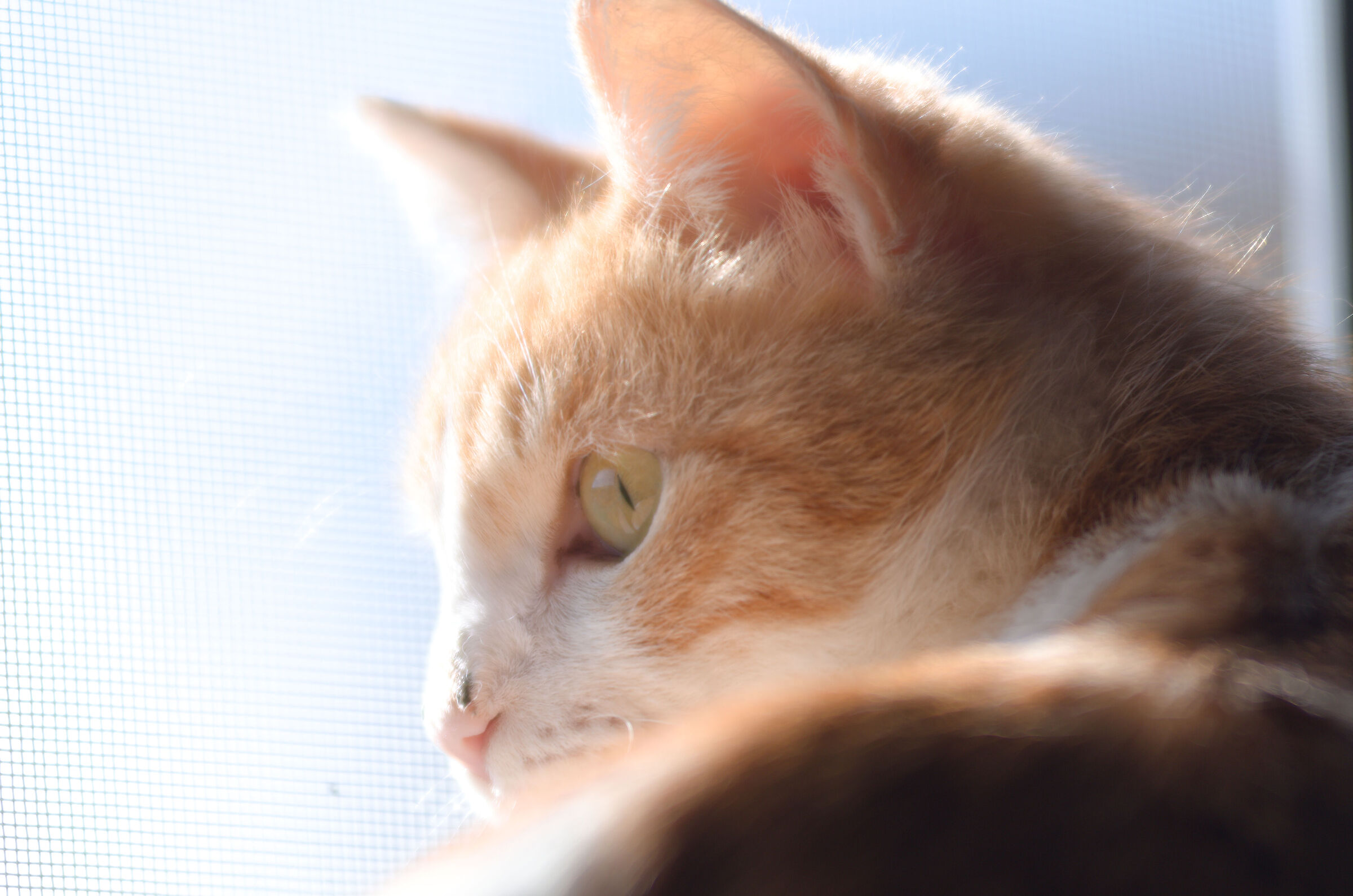 Teia - "peering from the seventh floor"