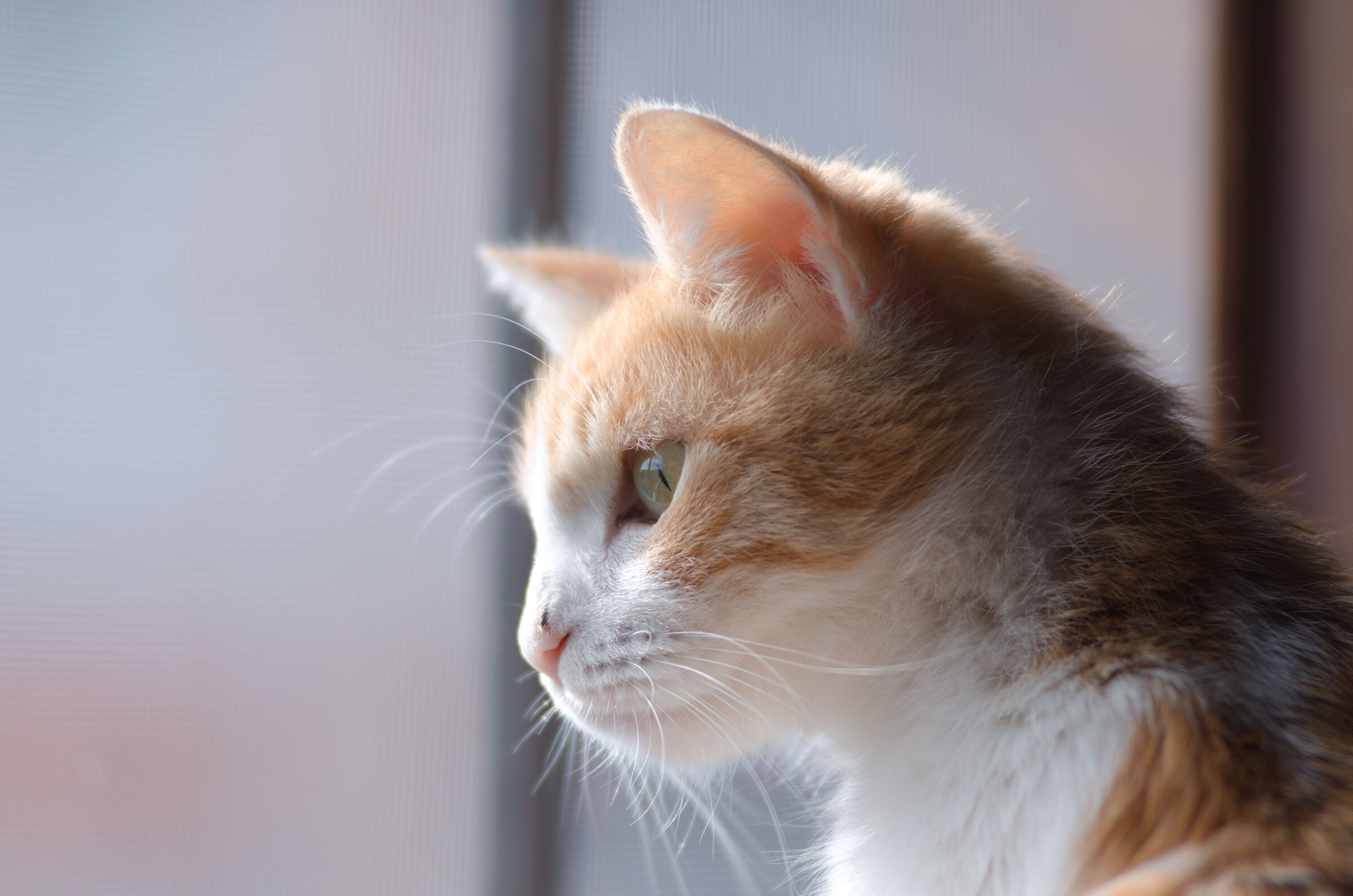 Teia - "peering from the seventh floor"