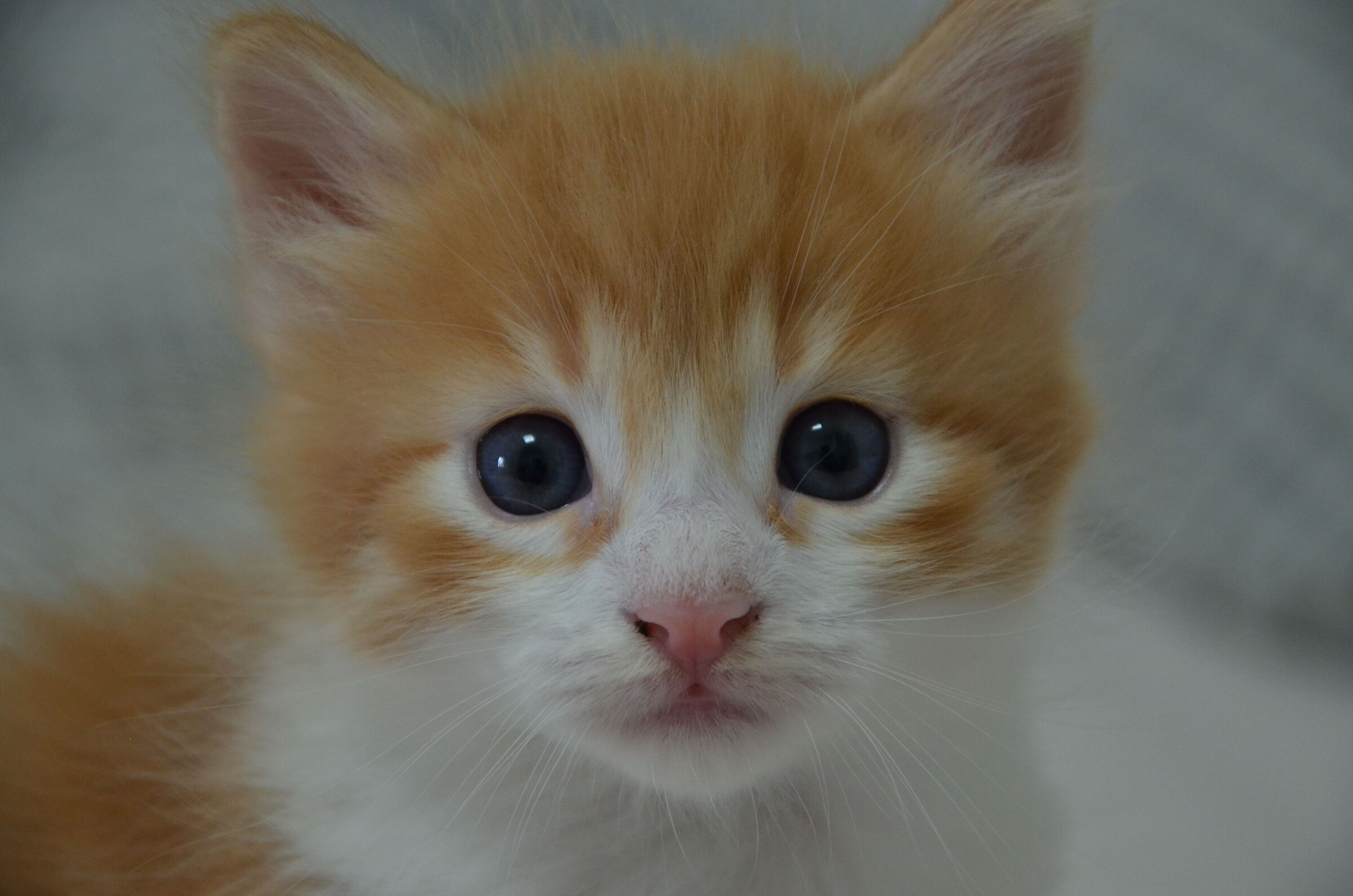 "Leo, from coward to intrepid"