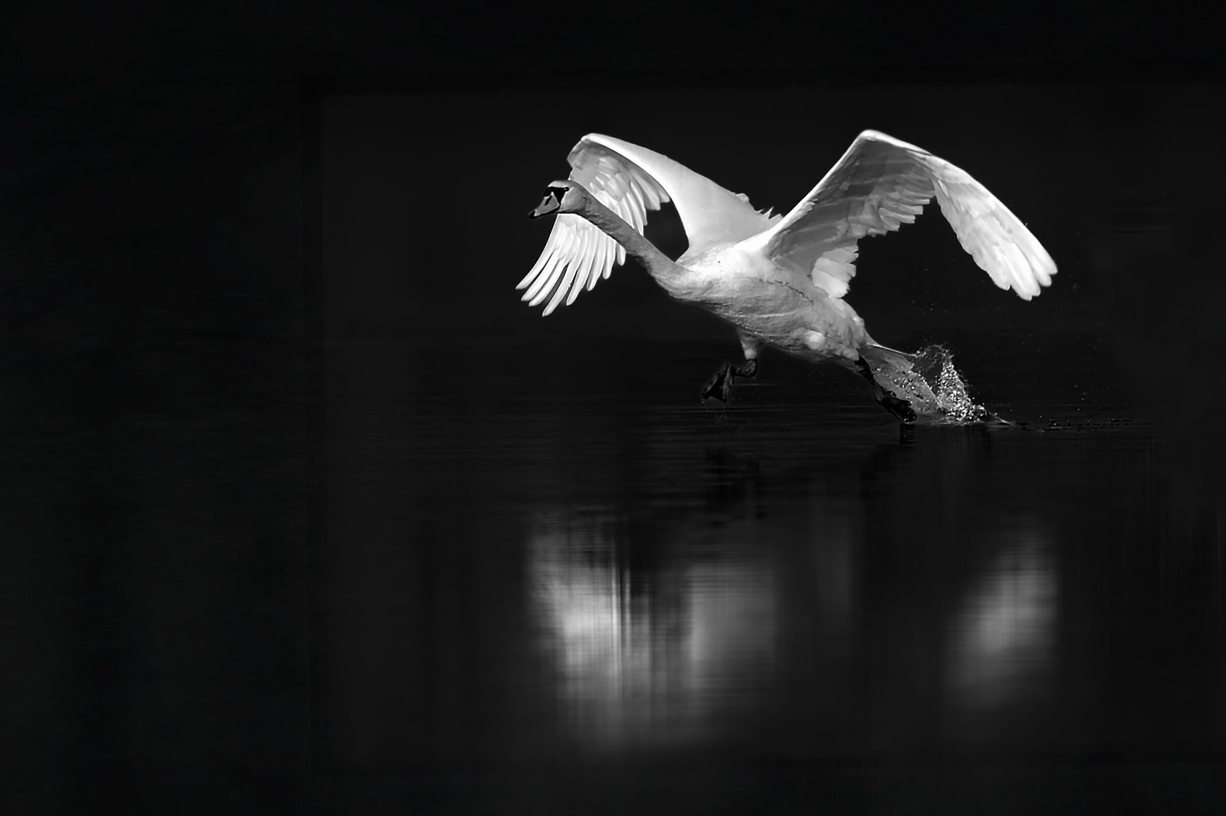 Freedom to fly