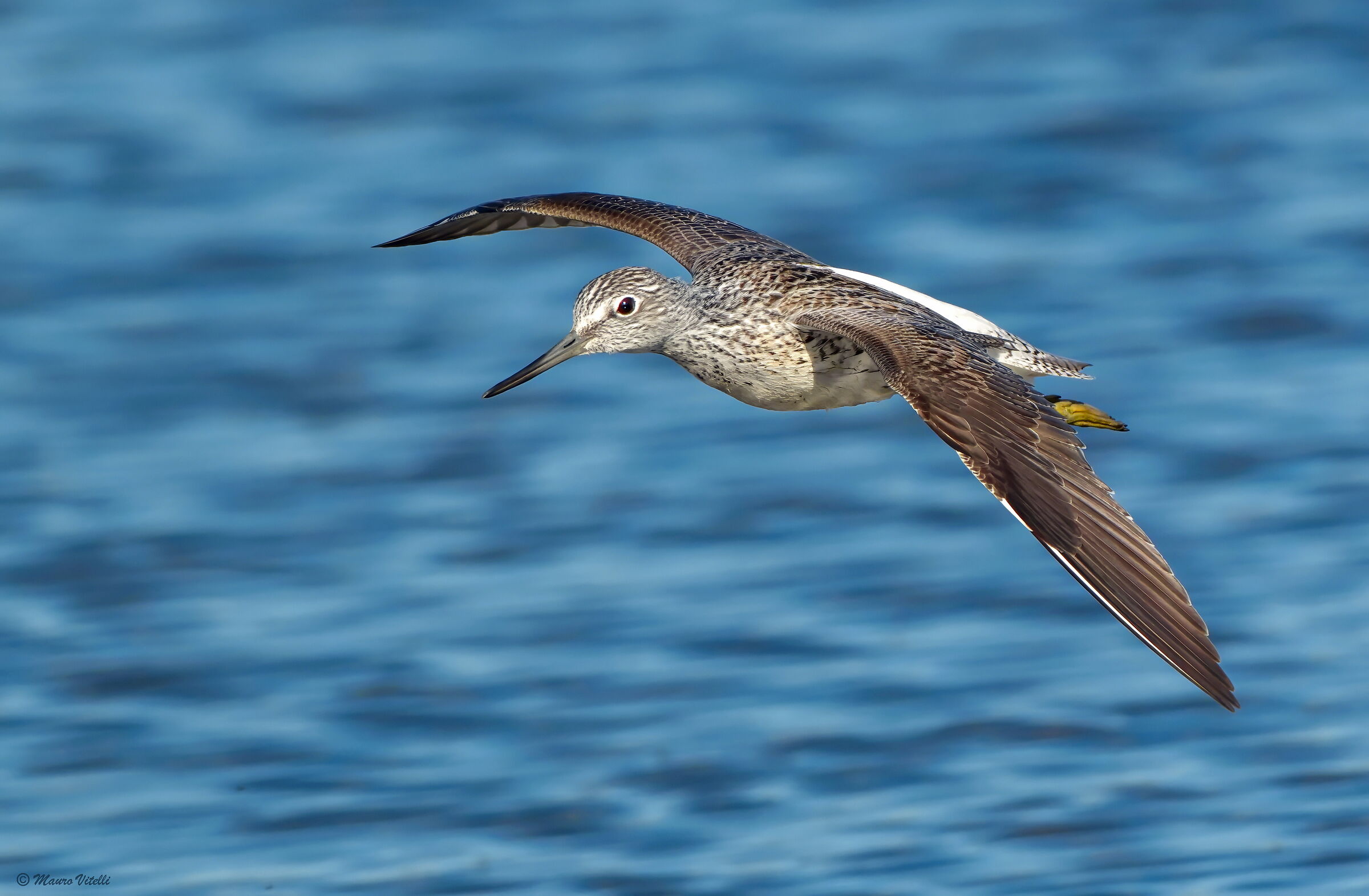 Common Greenshank (Tringa nebularia)