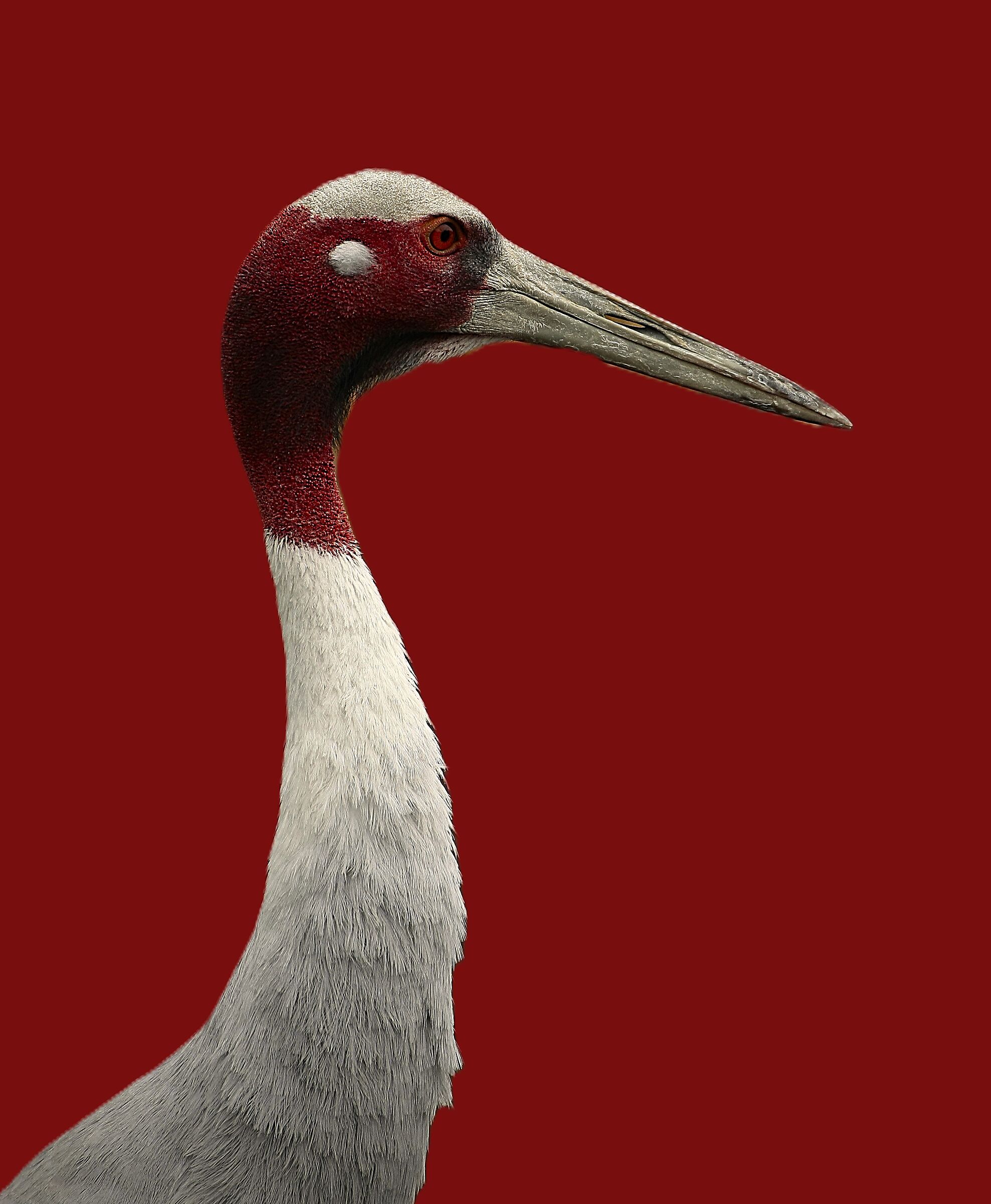 Crane japanese style