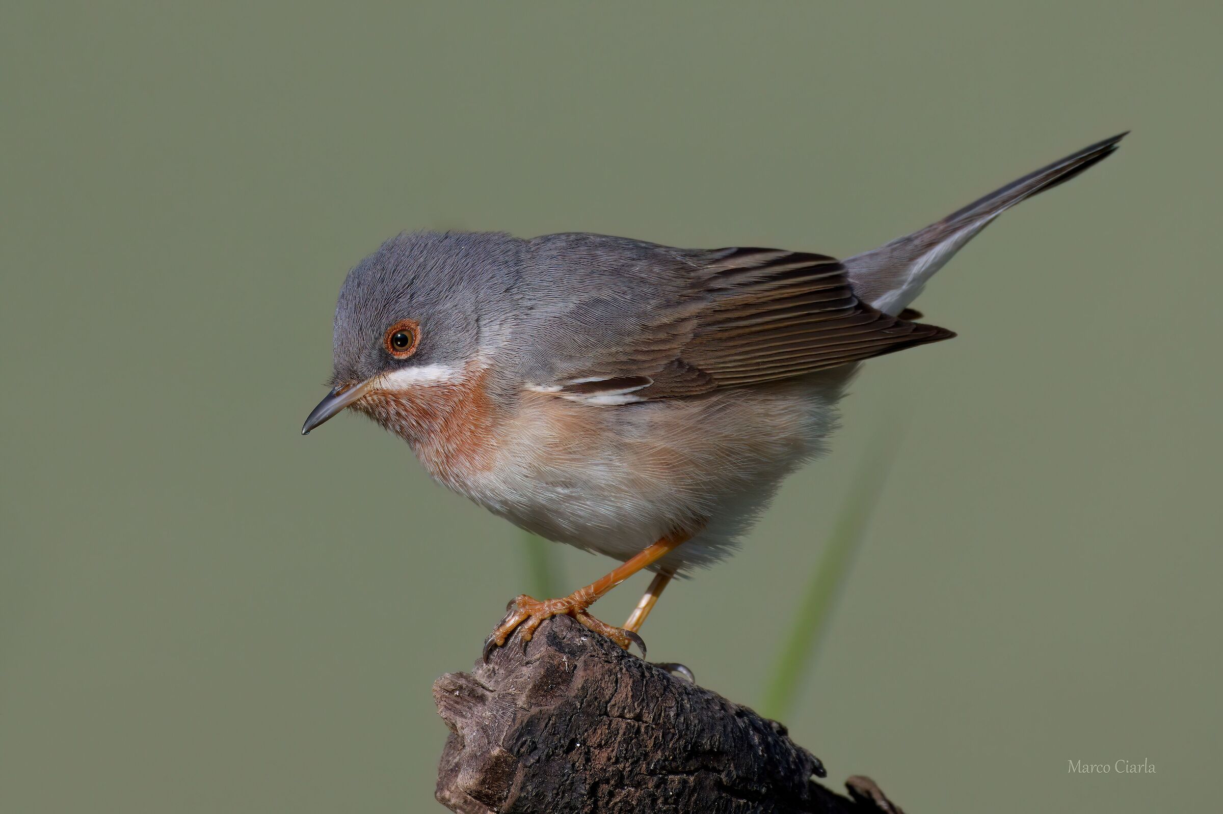 Sterpazzolina (Sylvia cantillans)