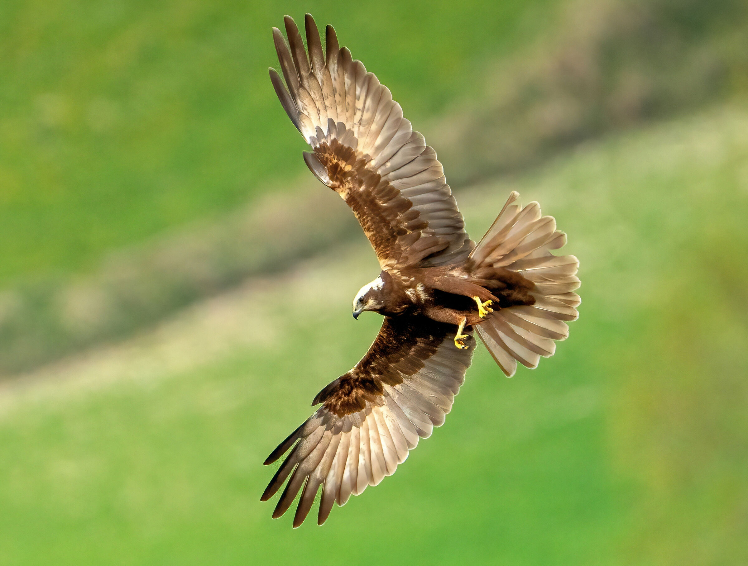 Female Marsh Harrier (Circus aeruginosus)