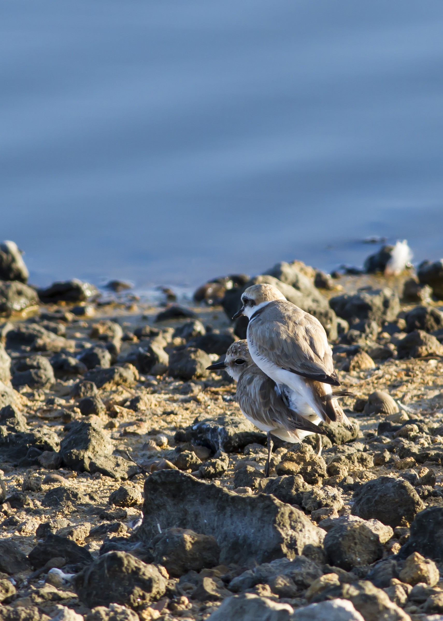 plovers in coupling
