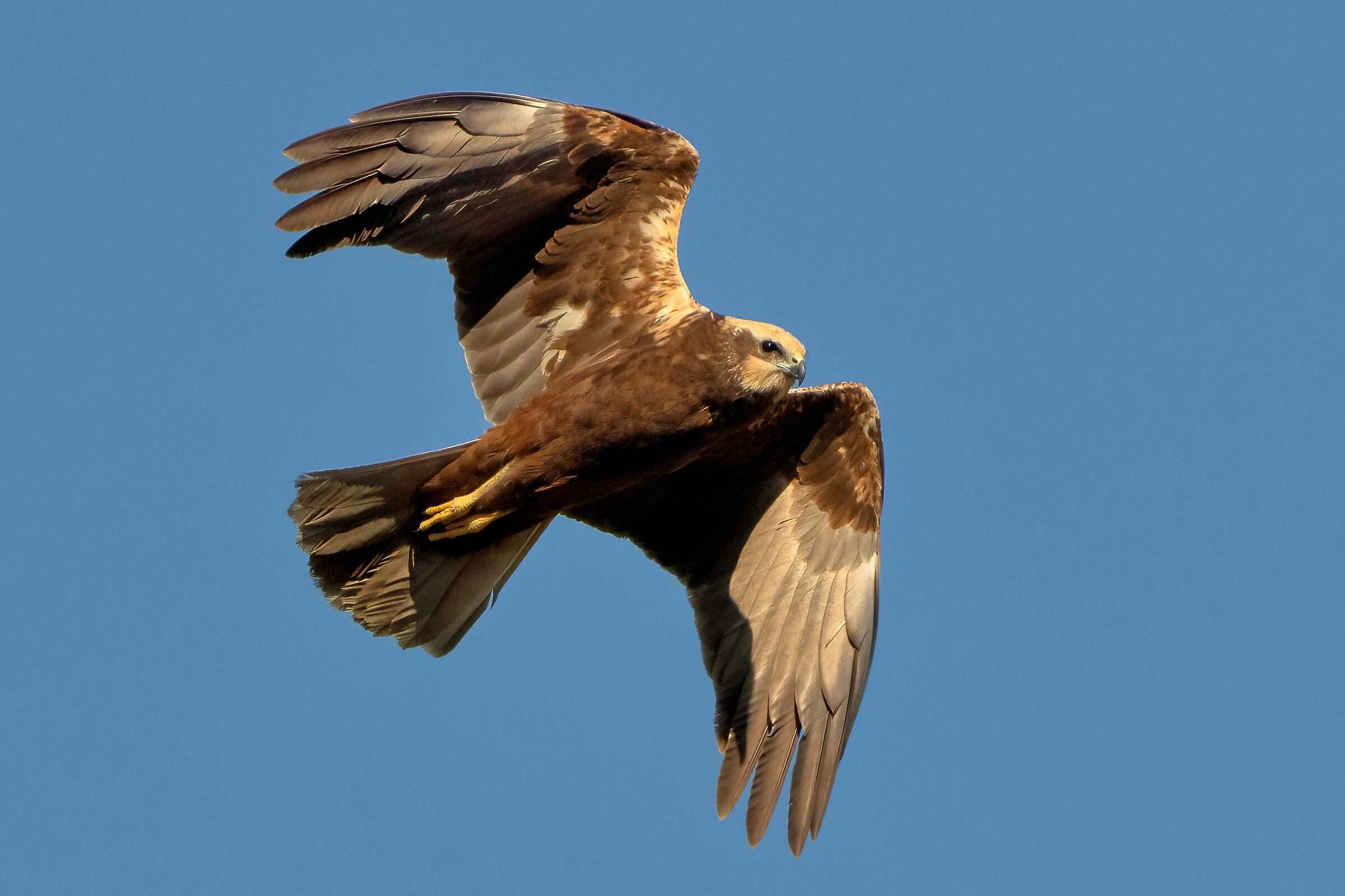 Female Marsh Harrier (Circus aeruginosus)