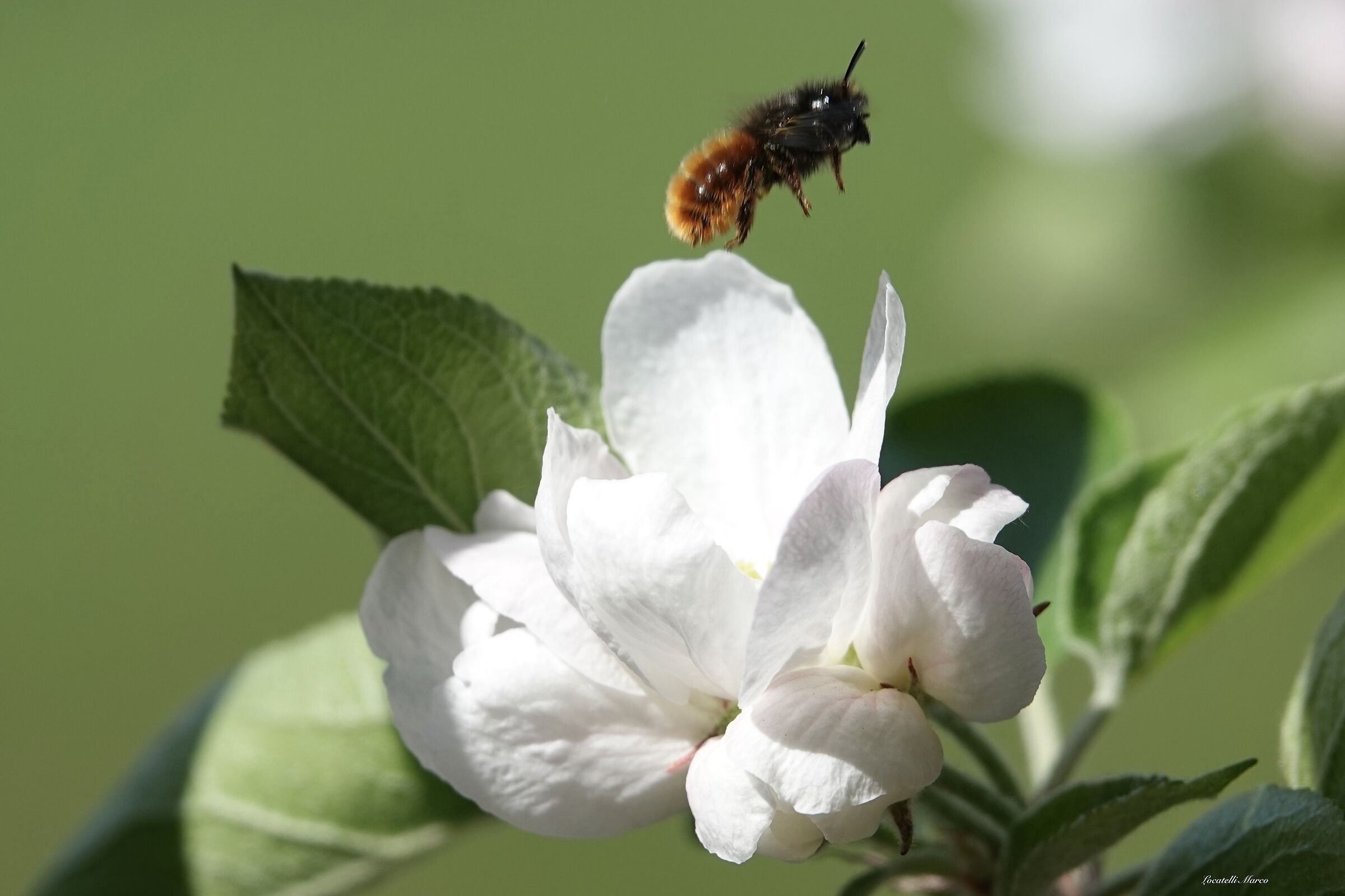 Apple Blossom