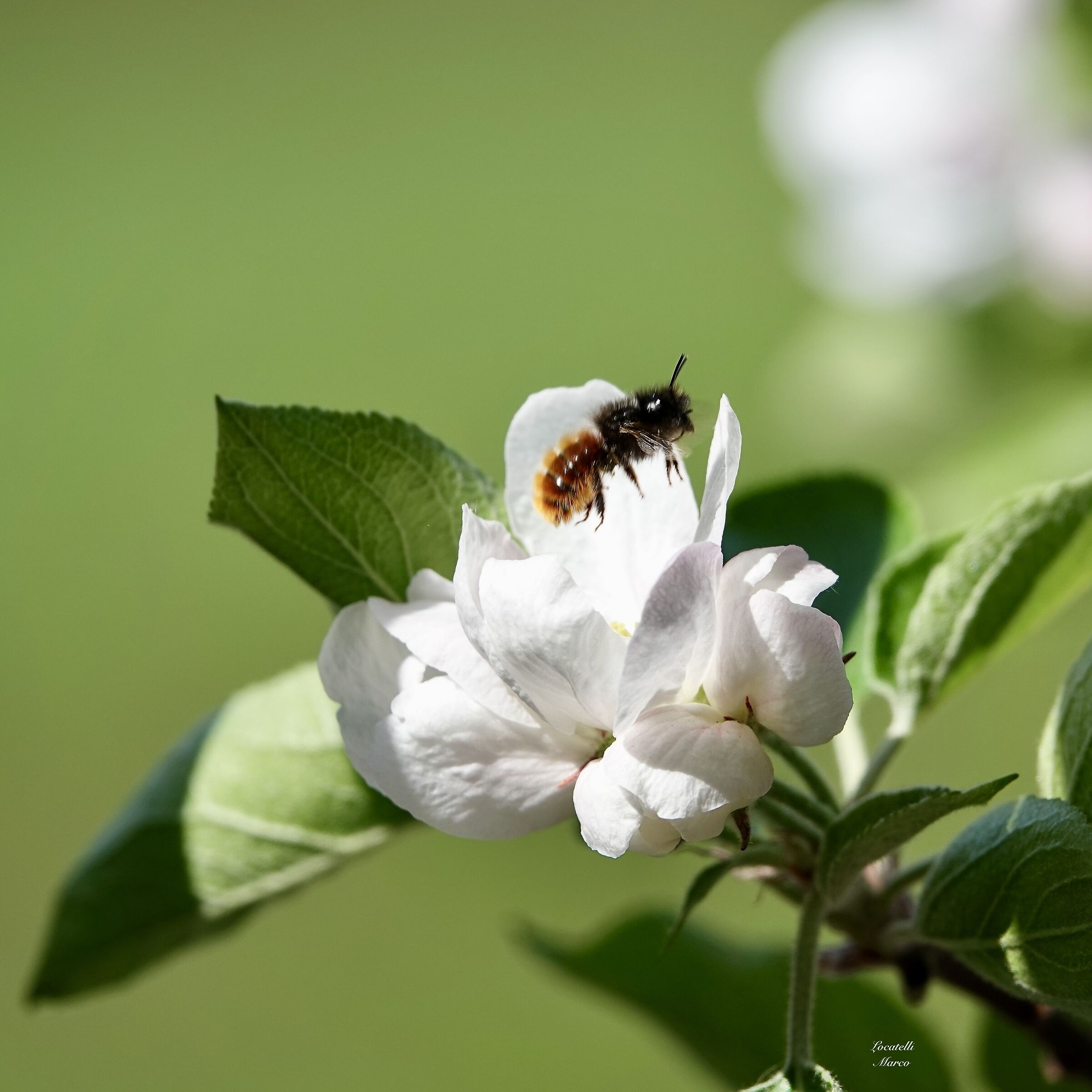 Bee
