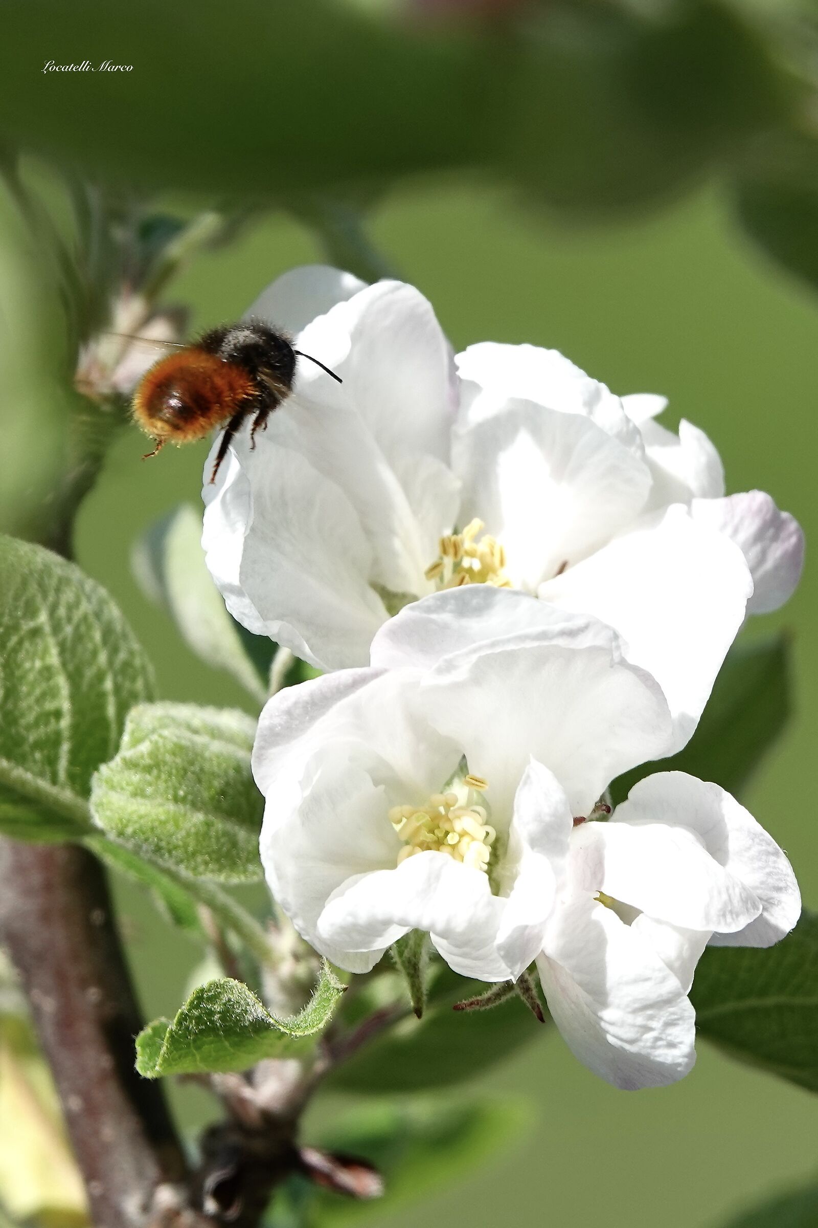 Bee