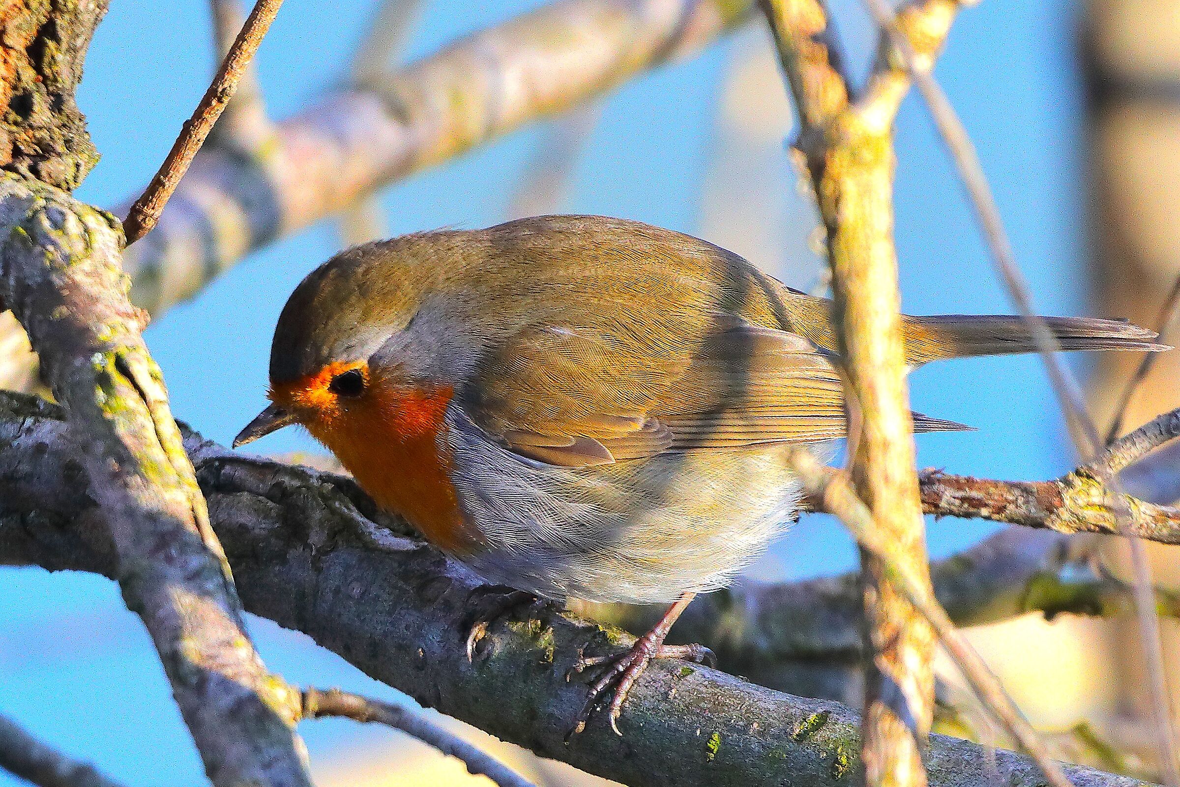 Pettirosso 27 dicembre 2024 - 0055