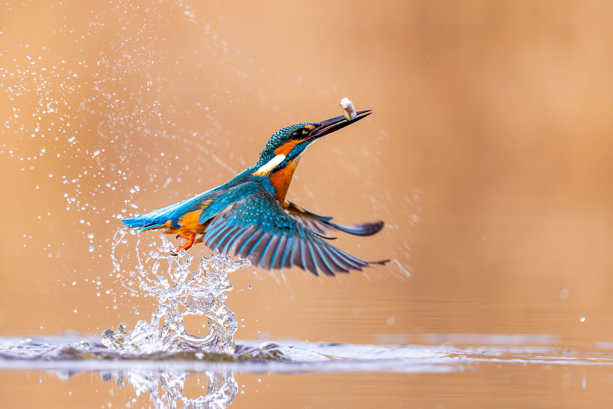 Kingfisher