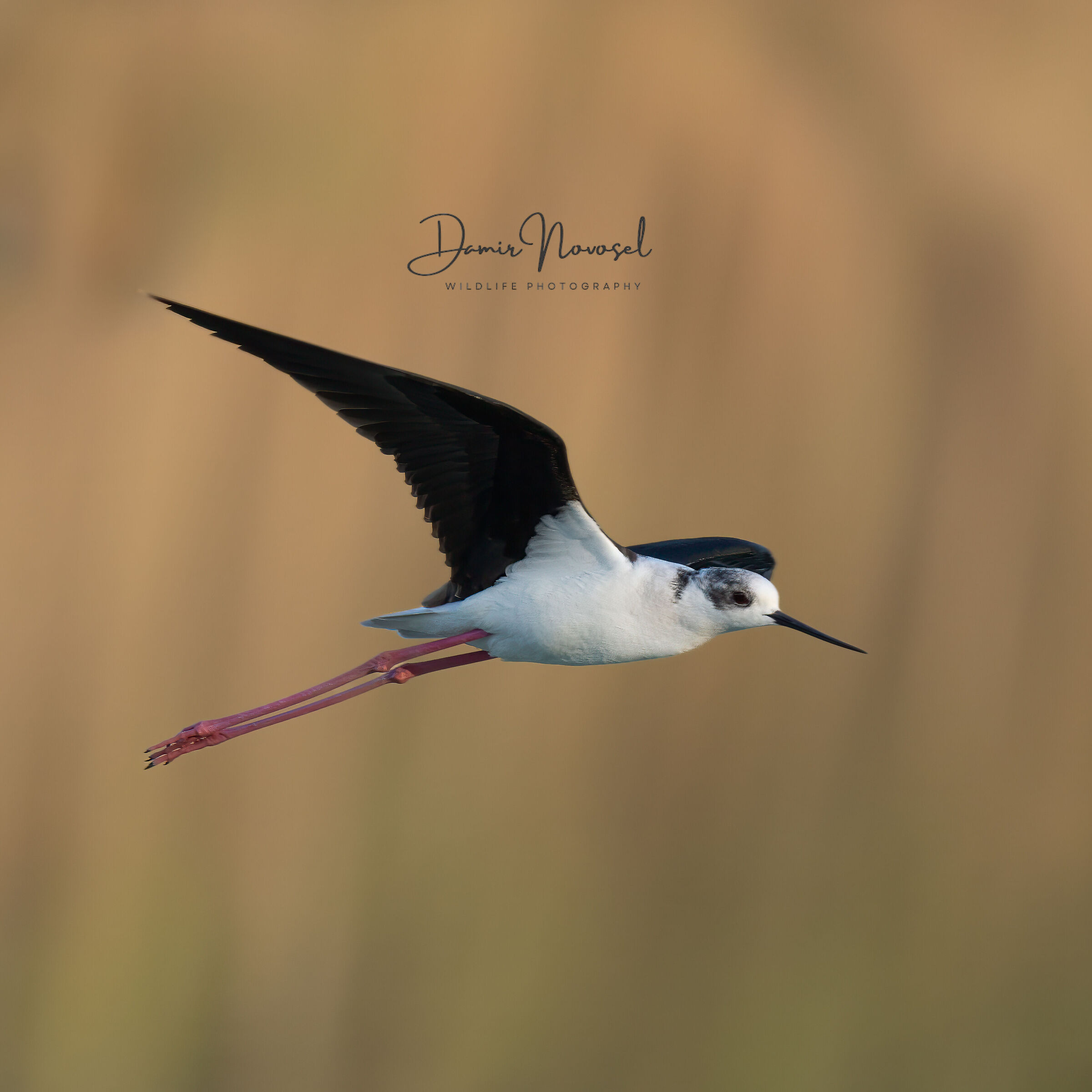 Black-winged Stilt
