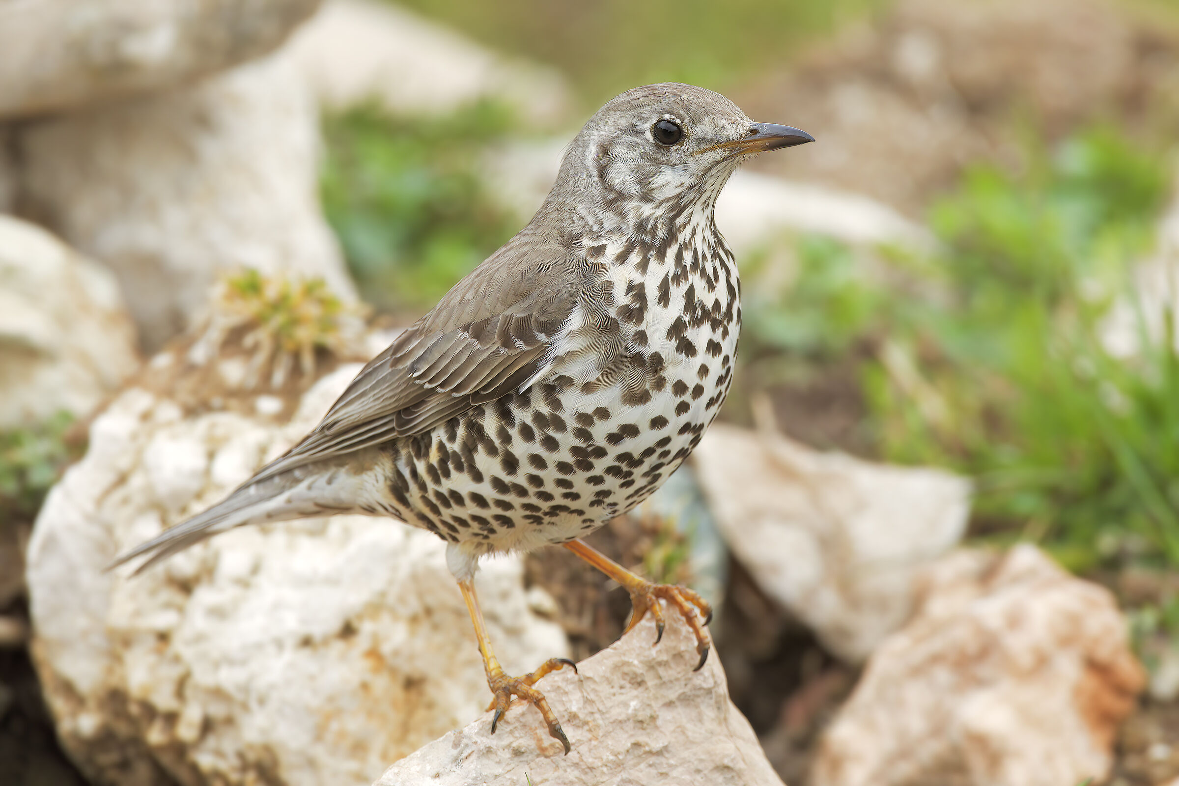 Mistle thrush