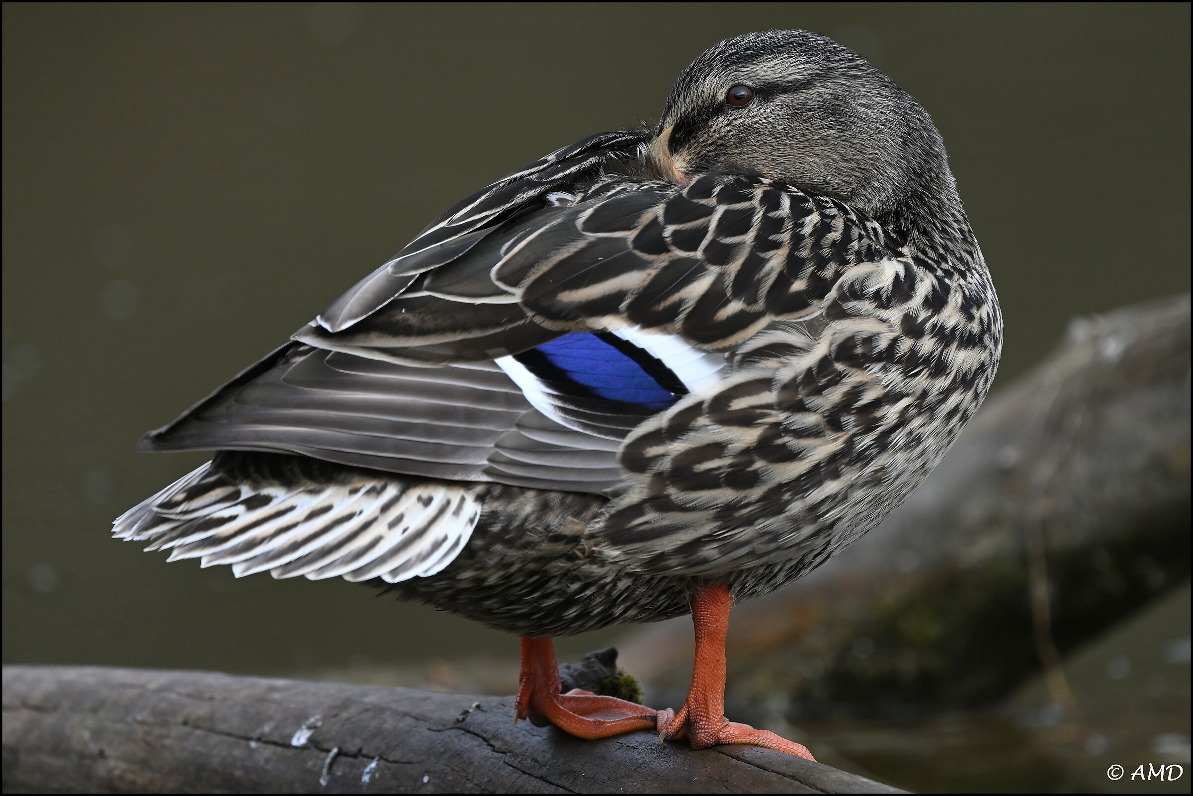 Mallard