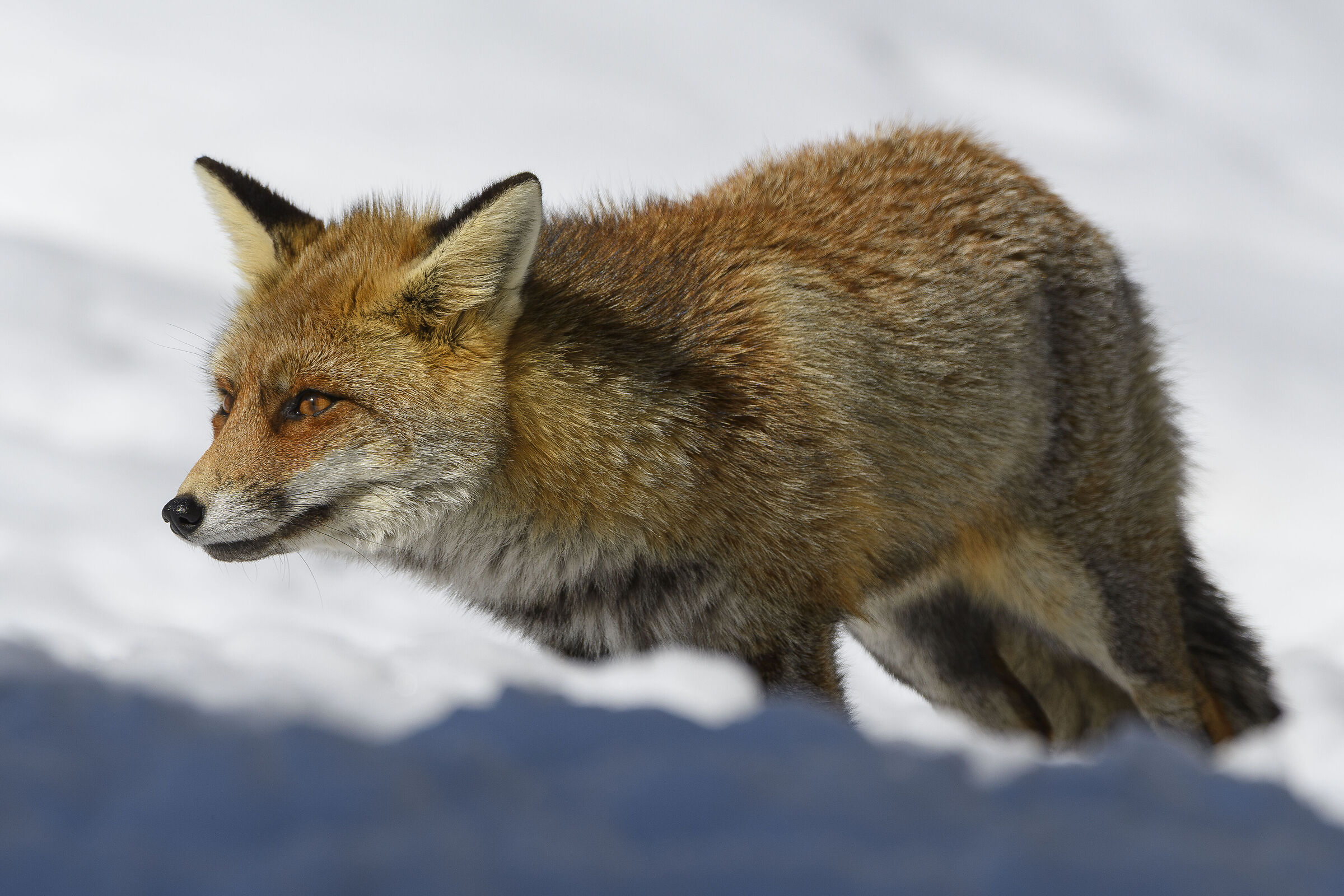Vulpes