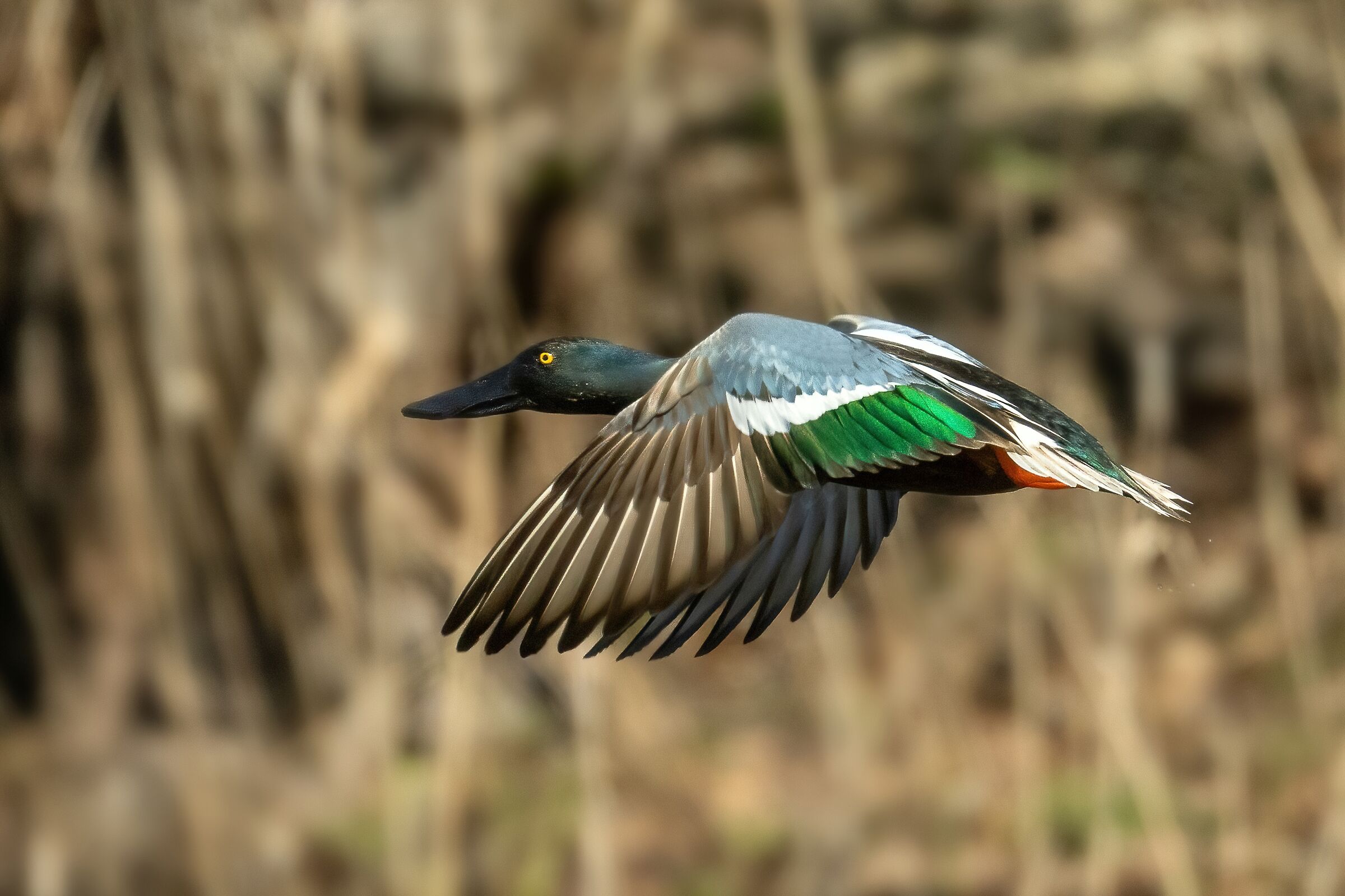 Mestolone (Spatula clypeata) maschio