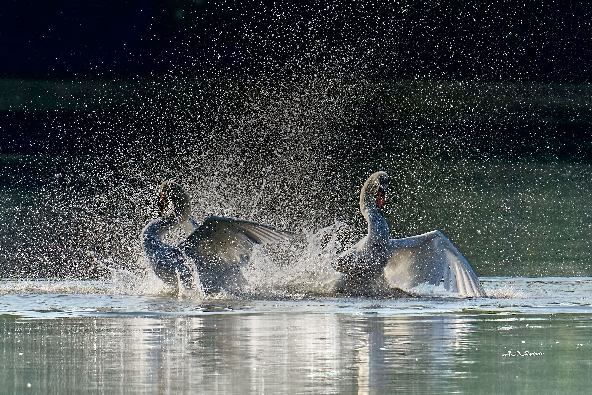 Cigni bianchi in corteggiamento
