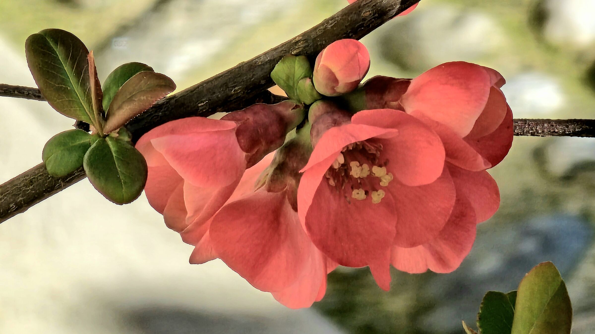 Spring flowering