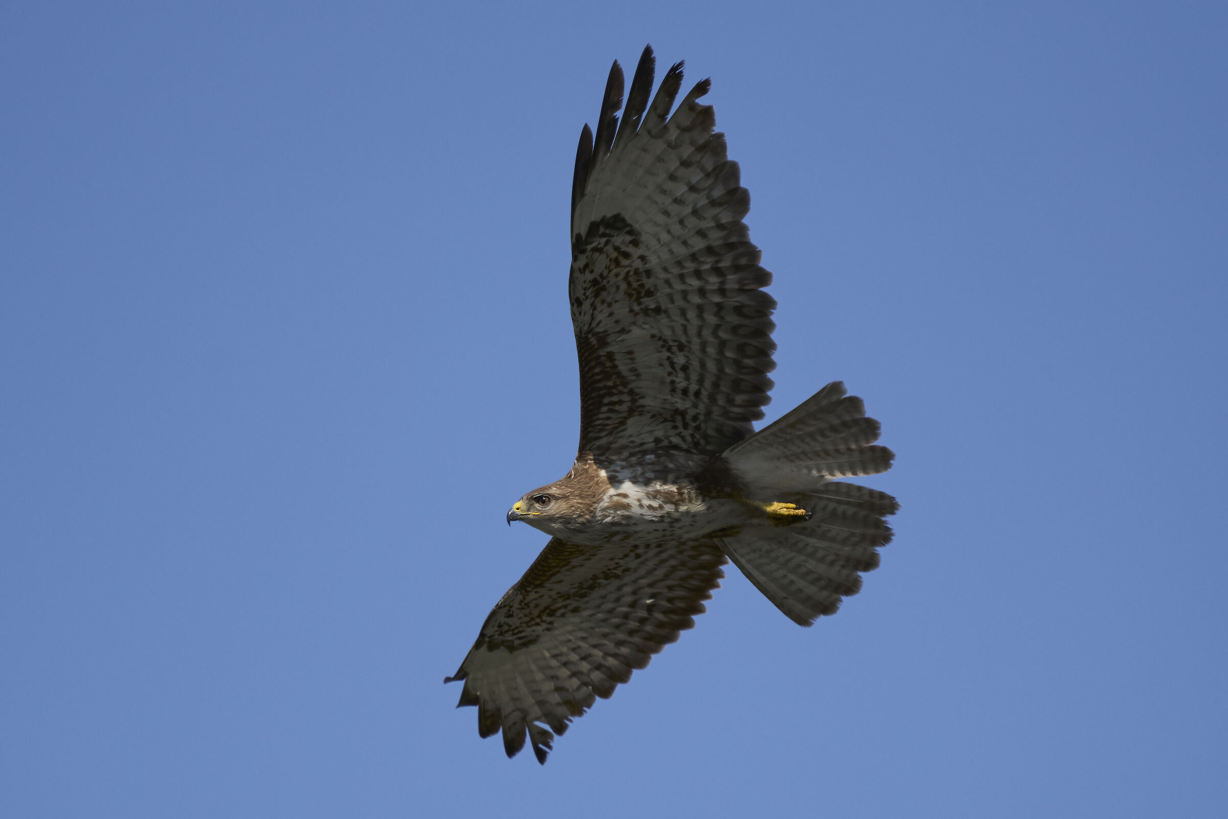 Buzzard