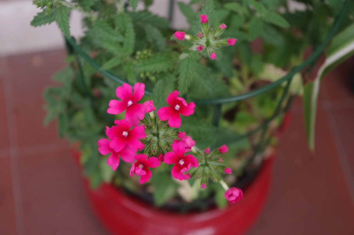 natural flowers as fireworks