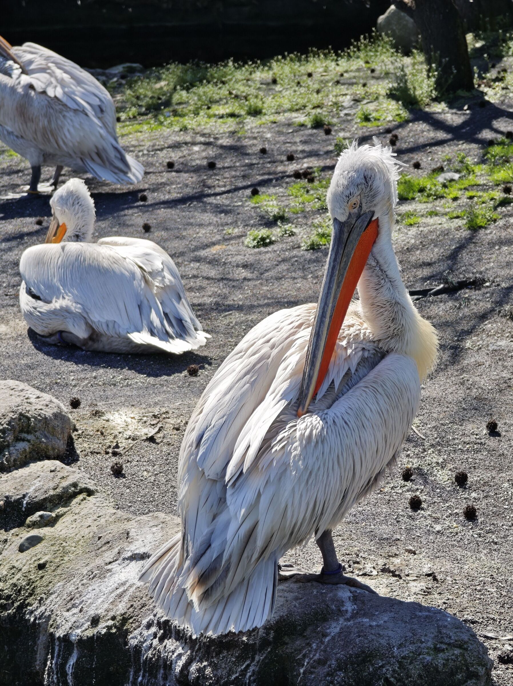 Pellicano